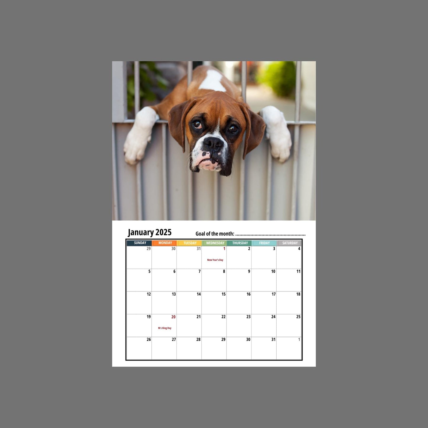 Boxer Dog Wall Calendar 2025