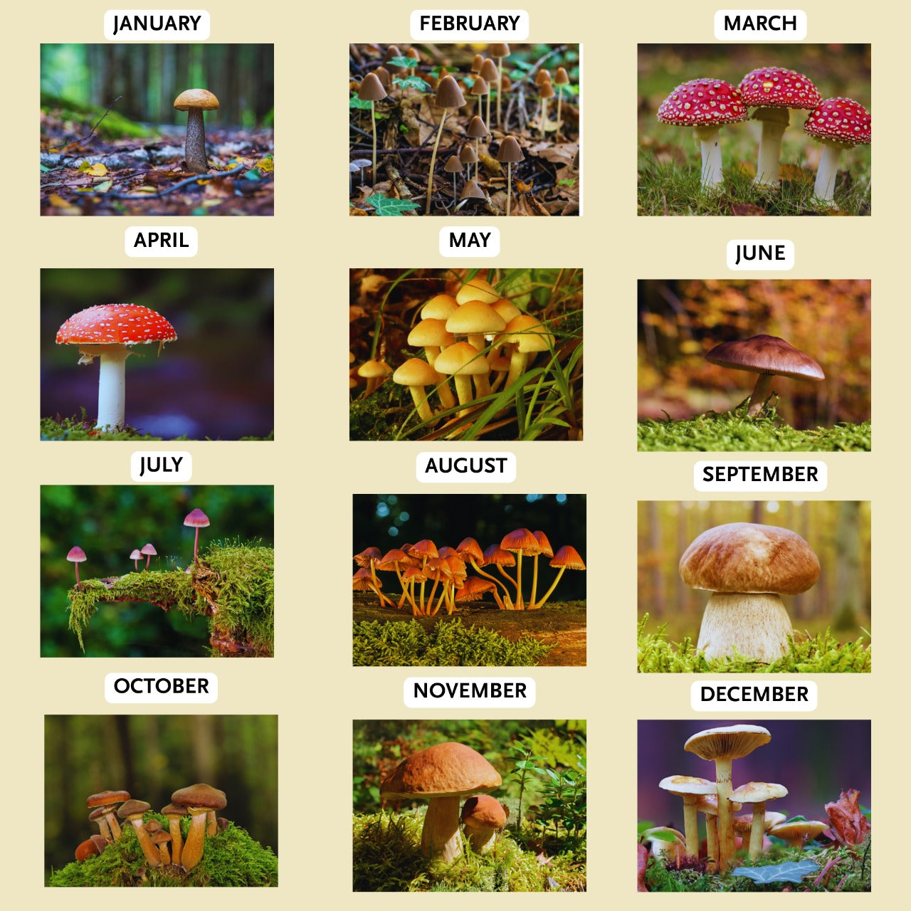 Mushroom images arranged by month on a beige background