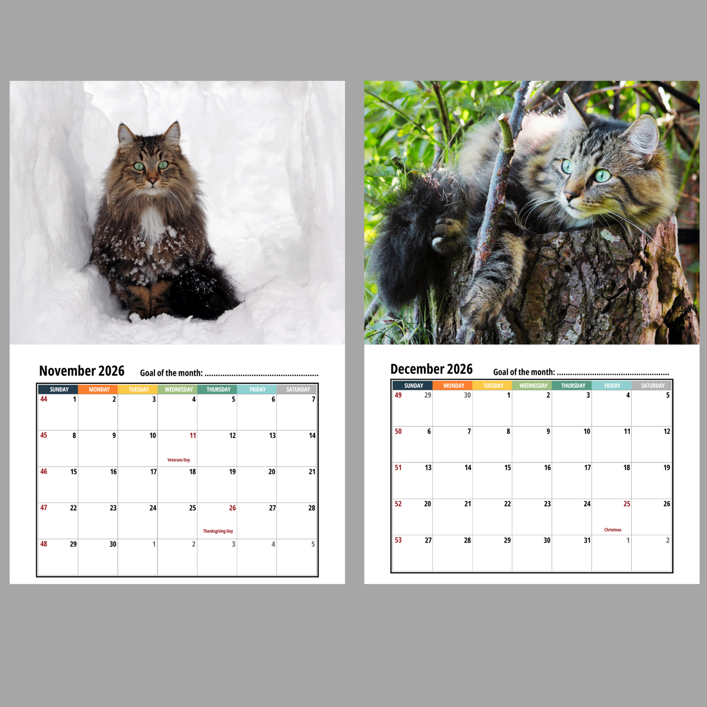 Norwegian Forest Cat Wall Calendar 2026