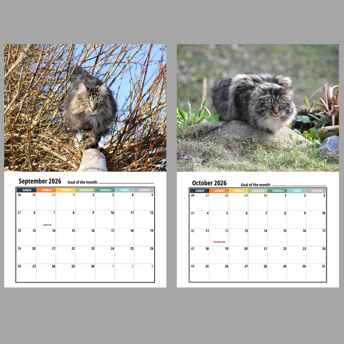 Norwegian Forest Cat Wall Calendar 2026