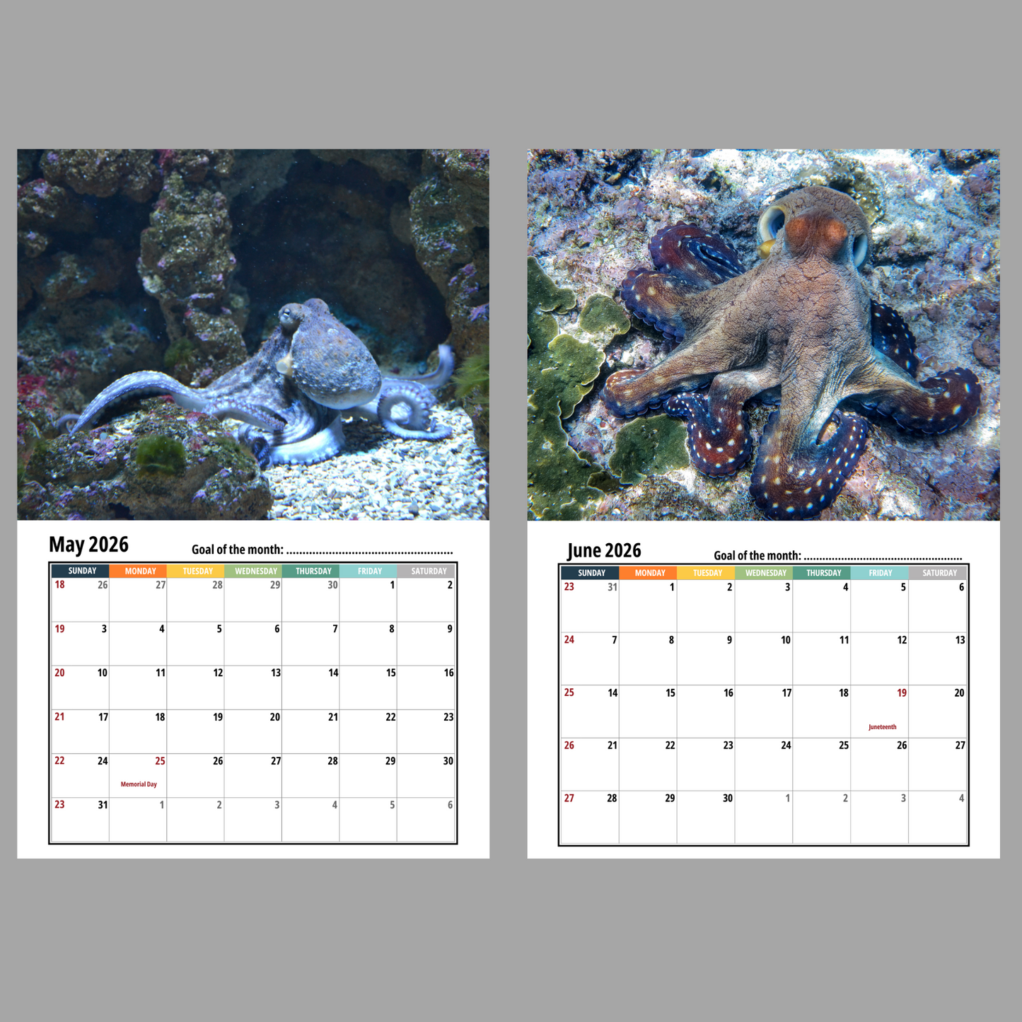 Octopus Wall Calendar 2026