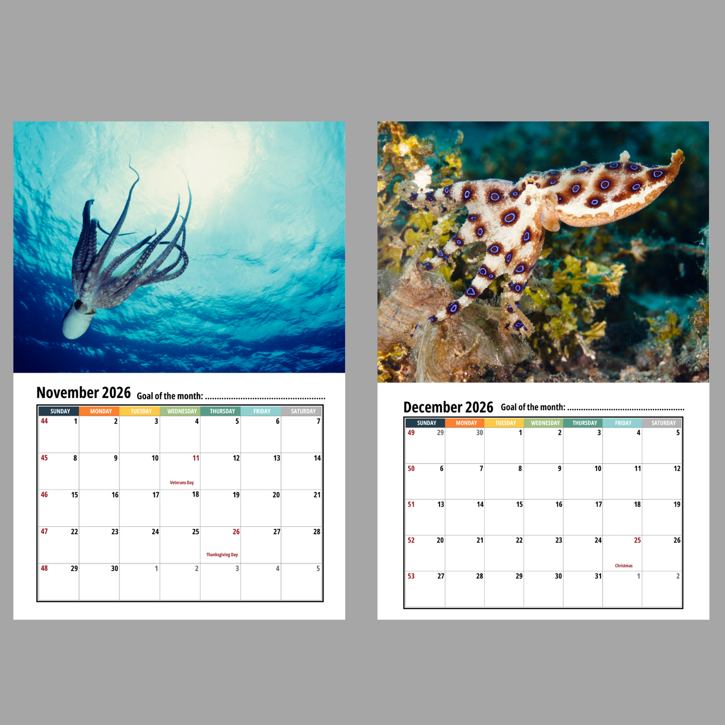 Octopus Wall Calendar 2026