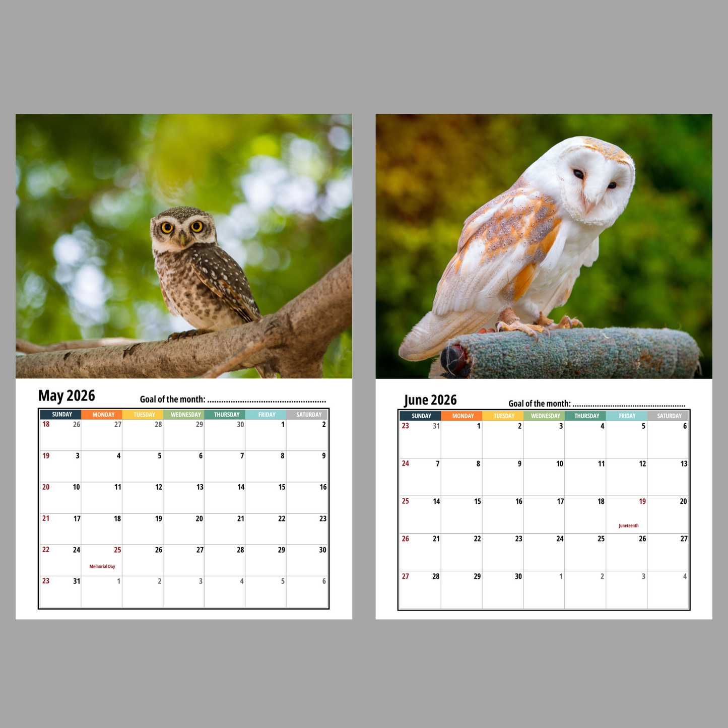 Owl Wall Calendar 2026