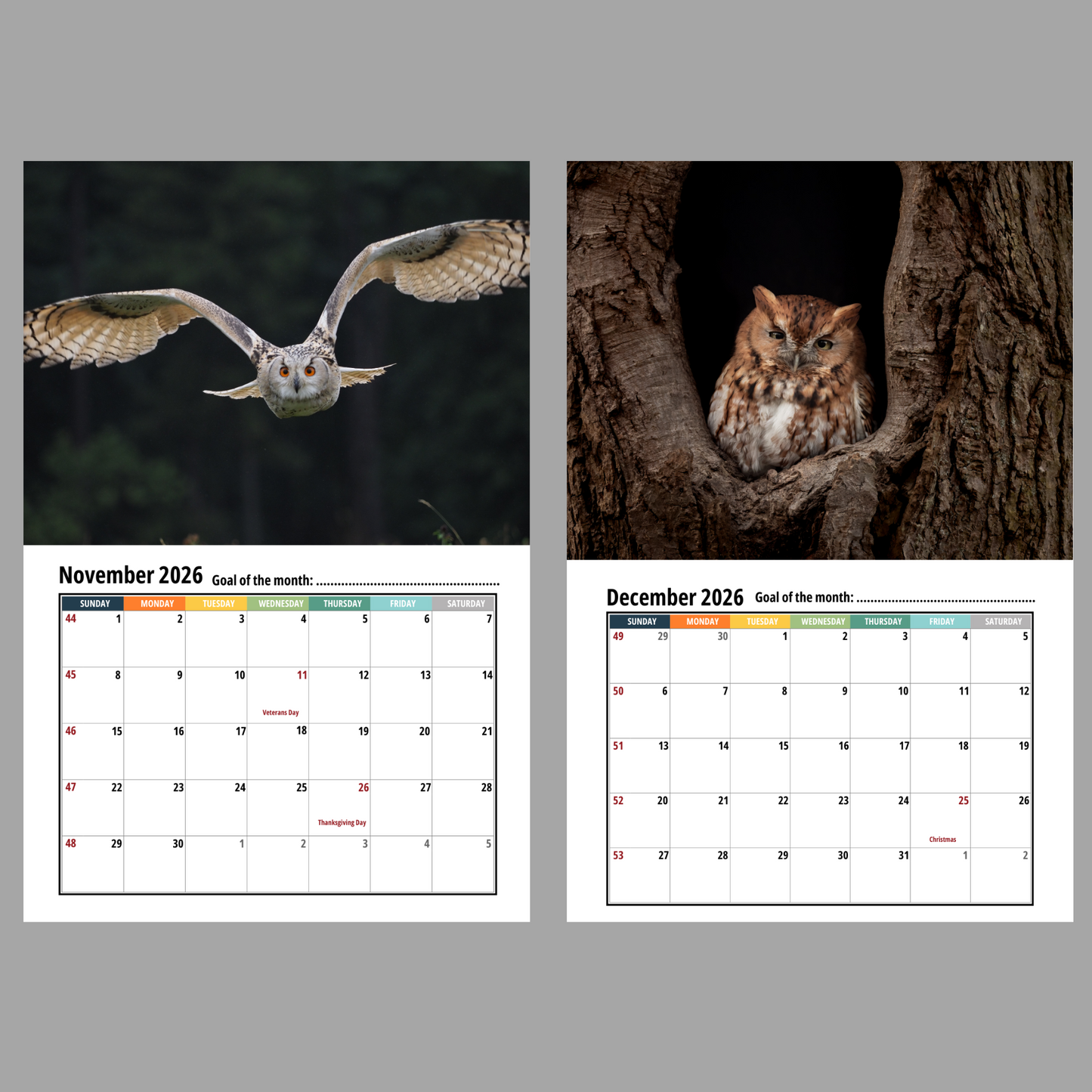 Owl Wall Calendar 2026