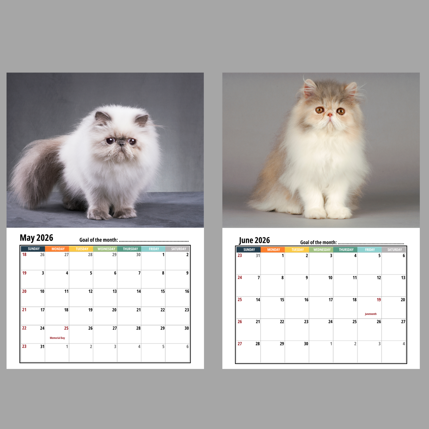 Persian Cat Wall Calendar 2026