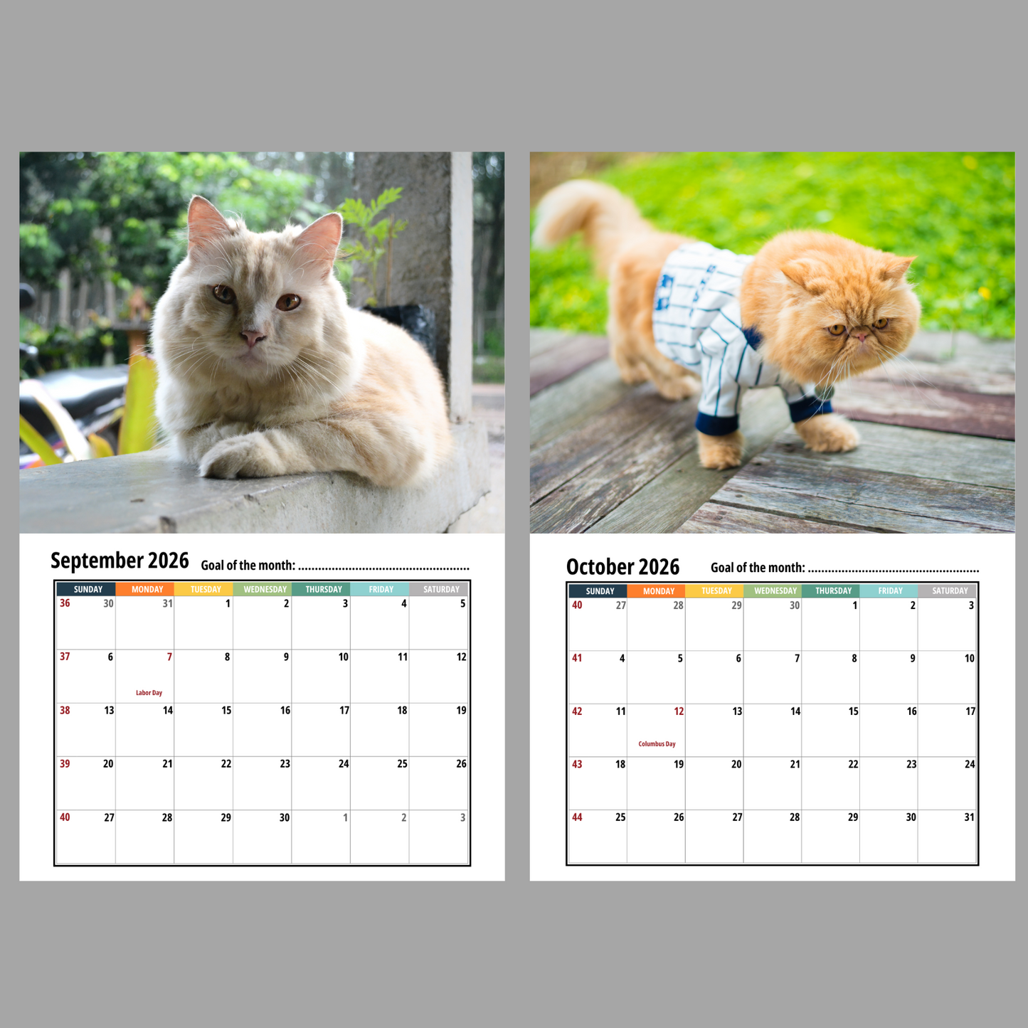 Persian Cat Wall Calendar 2026