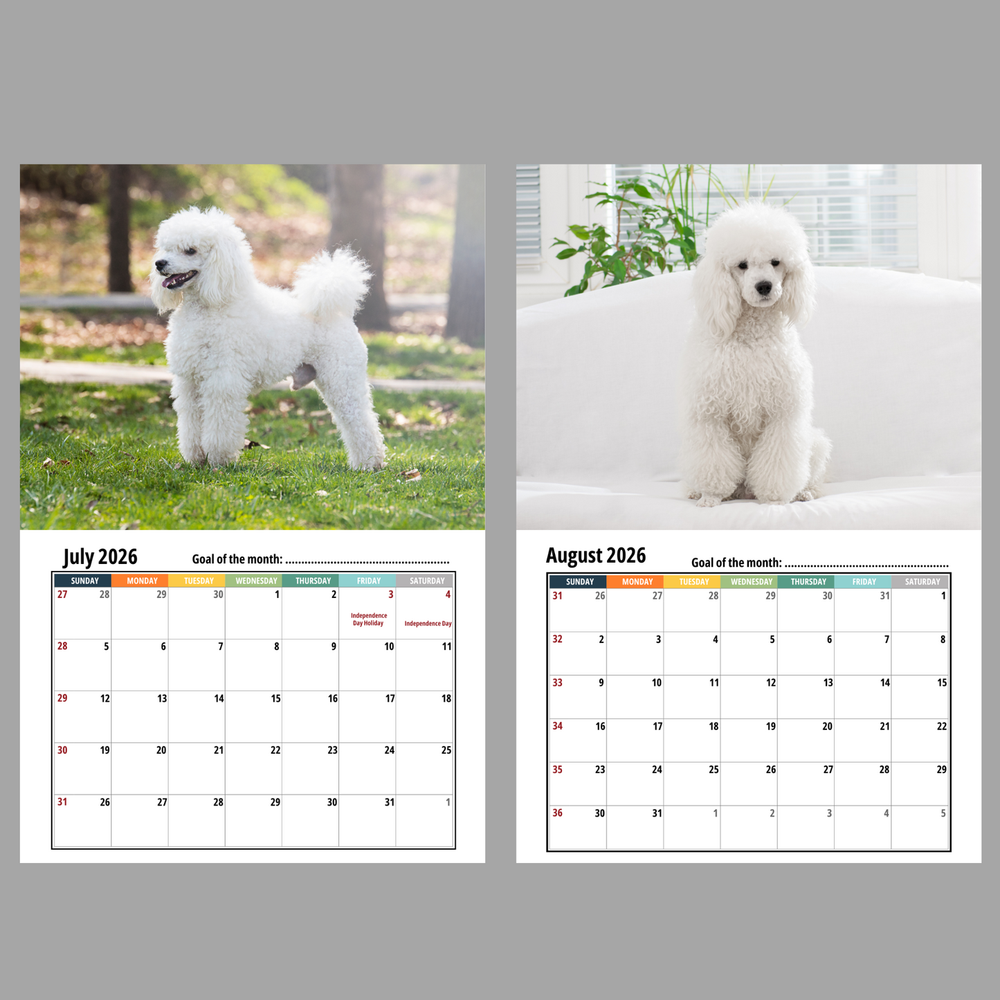 Poodle Wall Calendar 2026