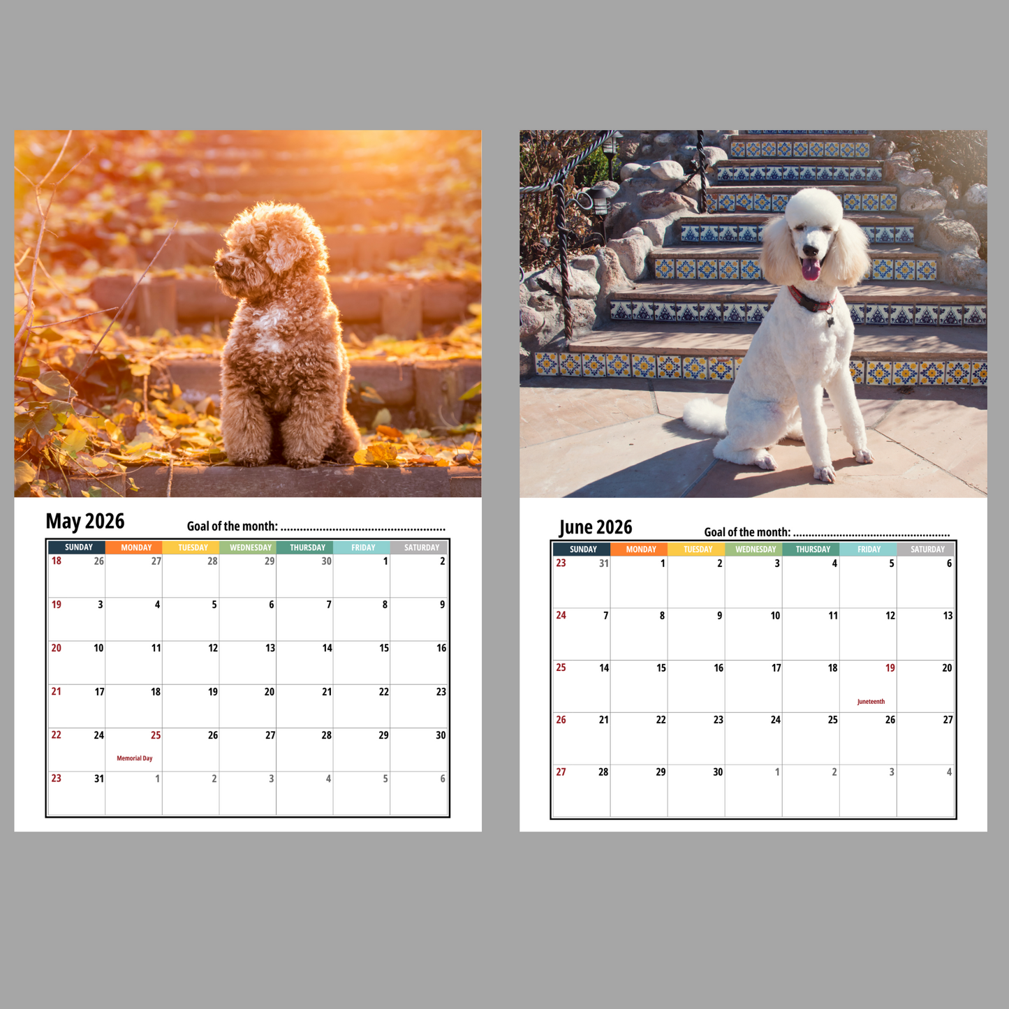 Poodle Wall Calendar 2026
