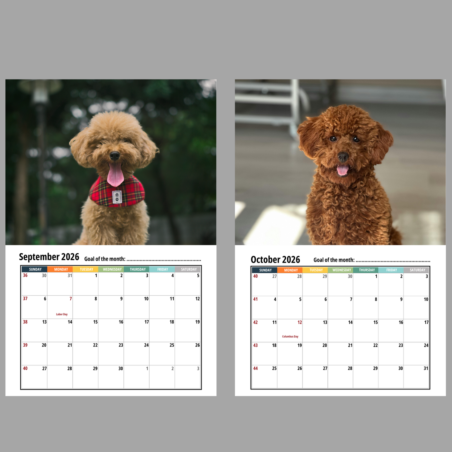Poodle Wall Calendar 2026