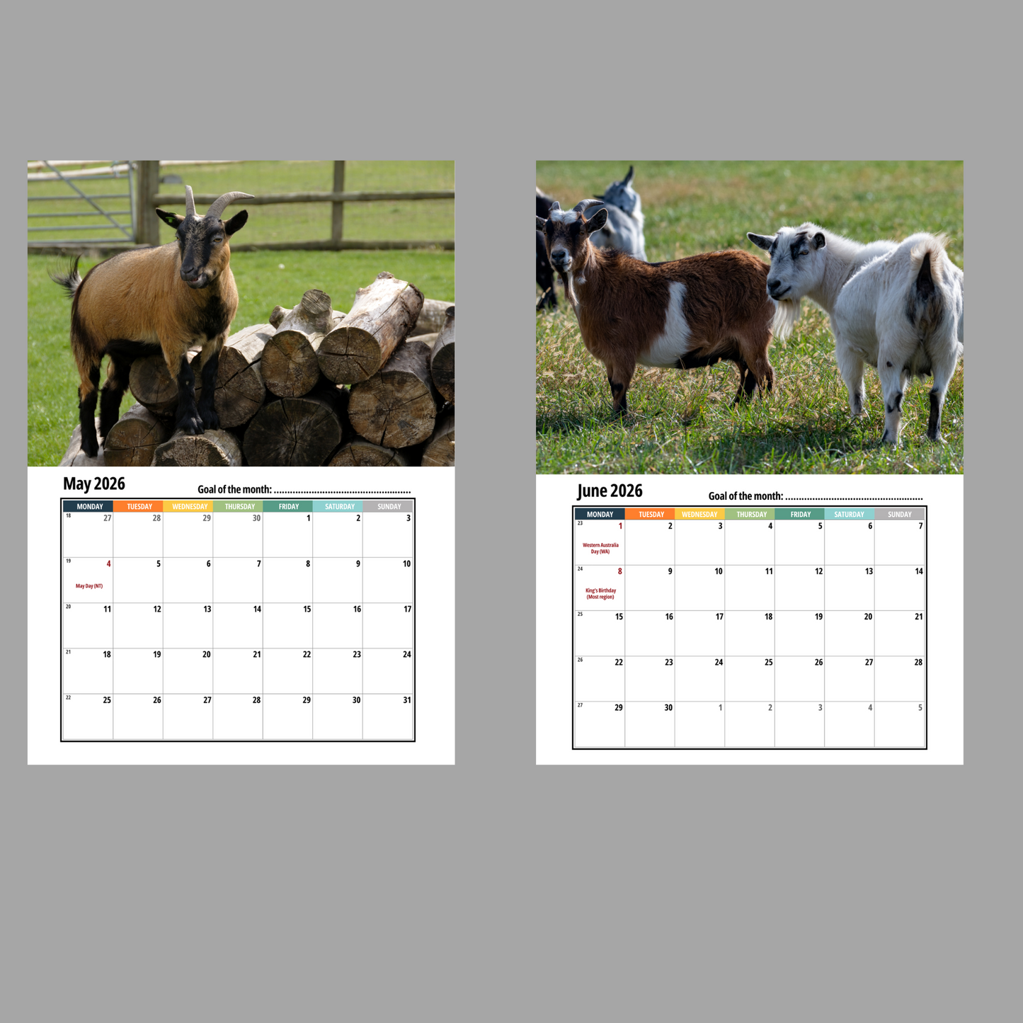 Pygmy Goat Wall Calendar 2026