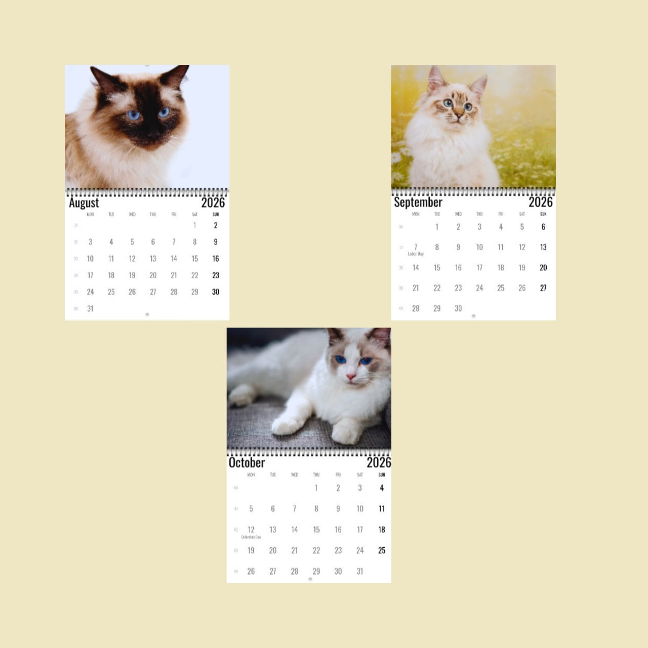 Ragdoll Cat Wall Calendar 2026