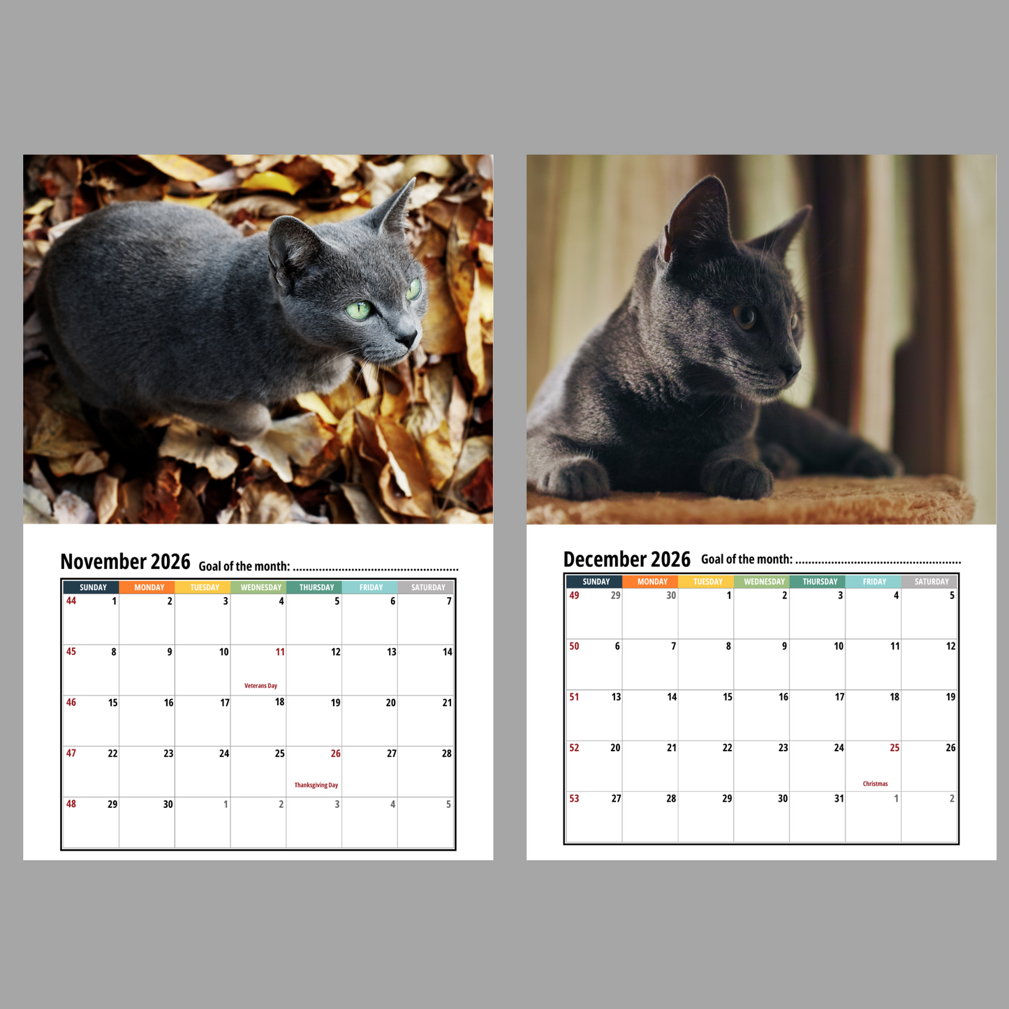 Russian Blue Cat Wall Calendar 2026
