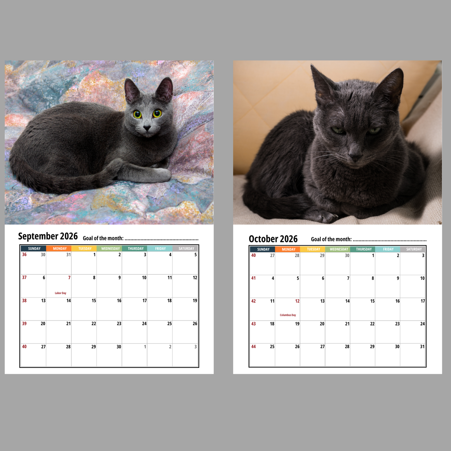 Russian Blue Cat Wall Calendar 2026
