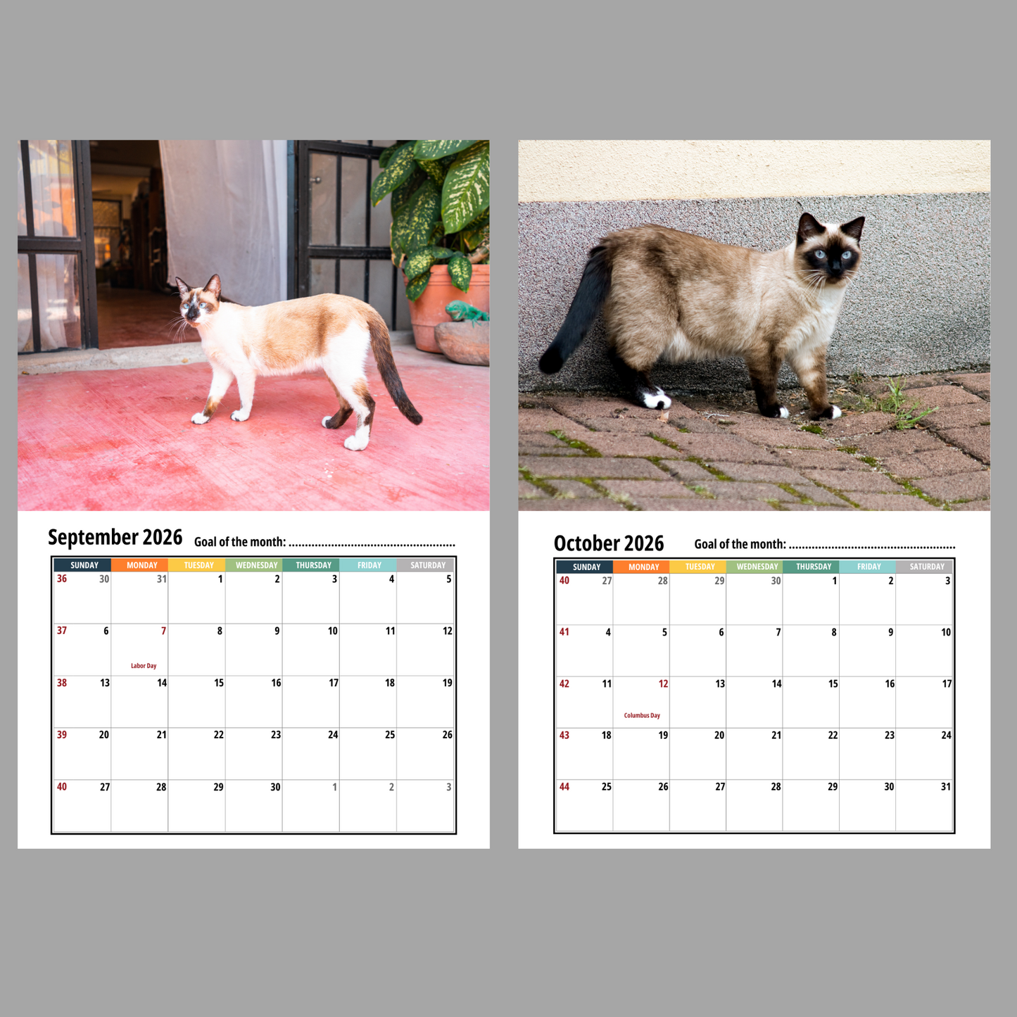 Siamese Cat Wall Calendar 2026