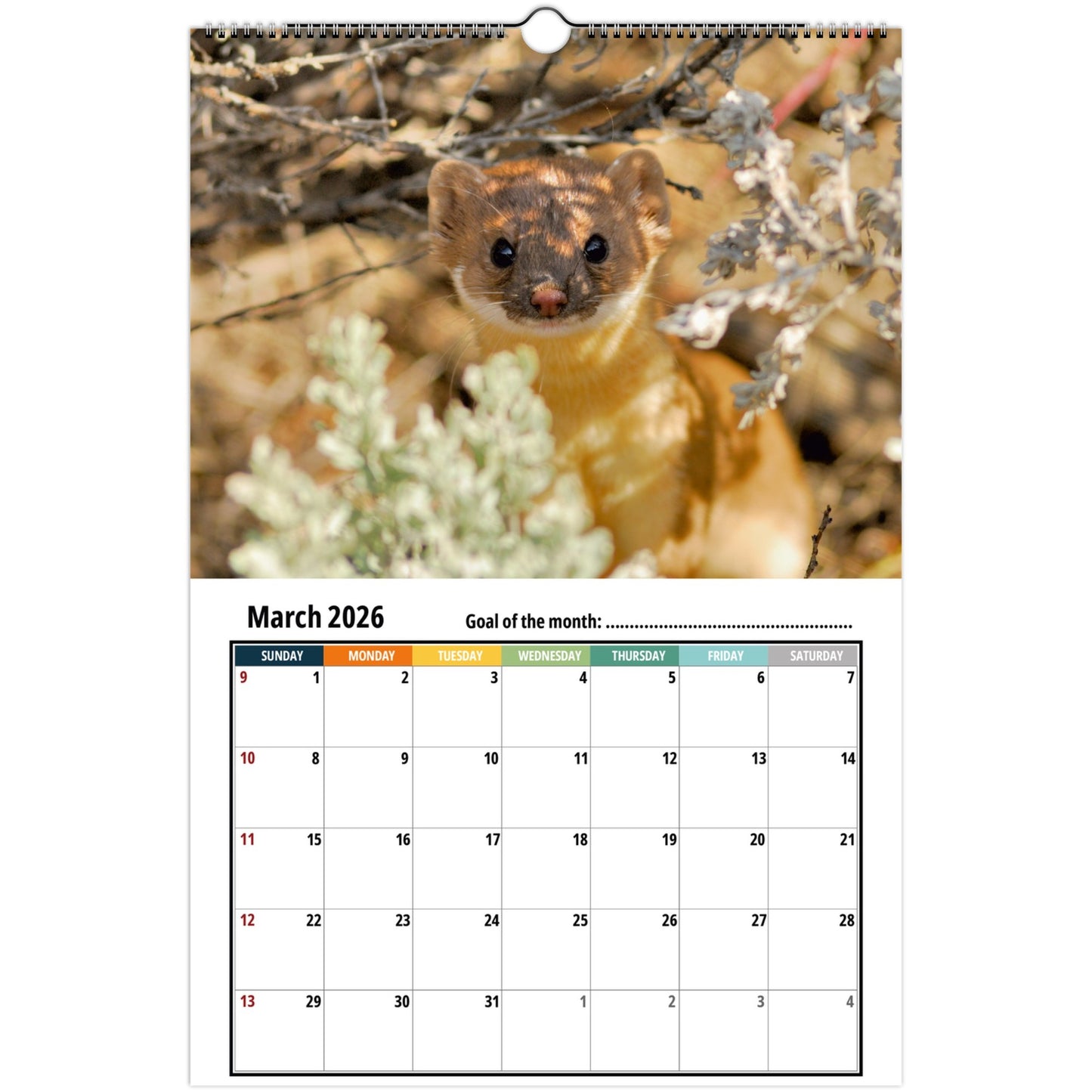 weasel march 2026