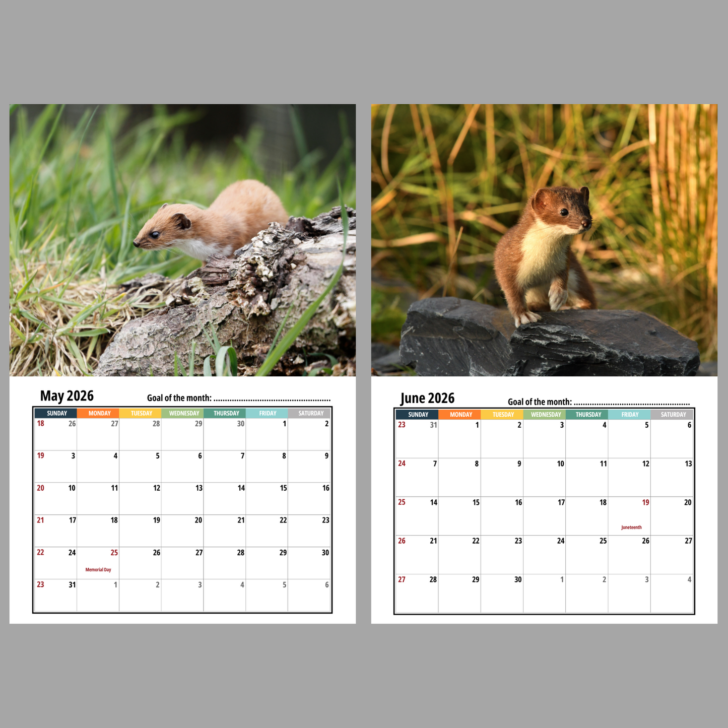 Weasel Wall Calendar 2026
