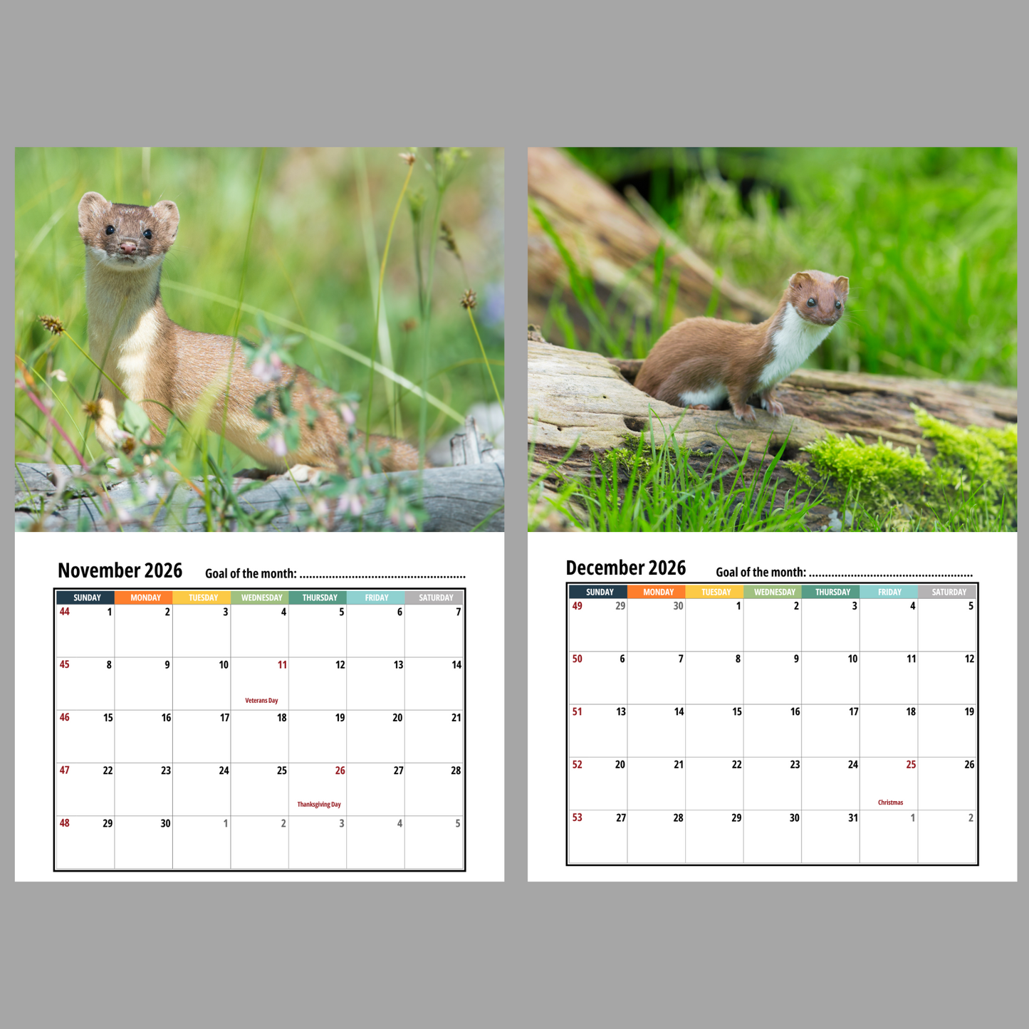 Weasel Wall Calendar 2026