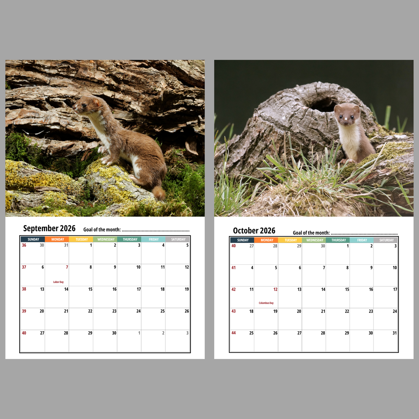 Weasel Wall Calendar 2026
