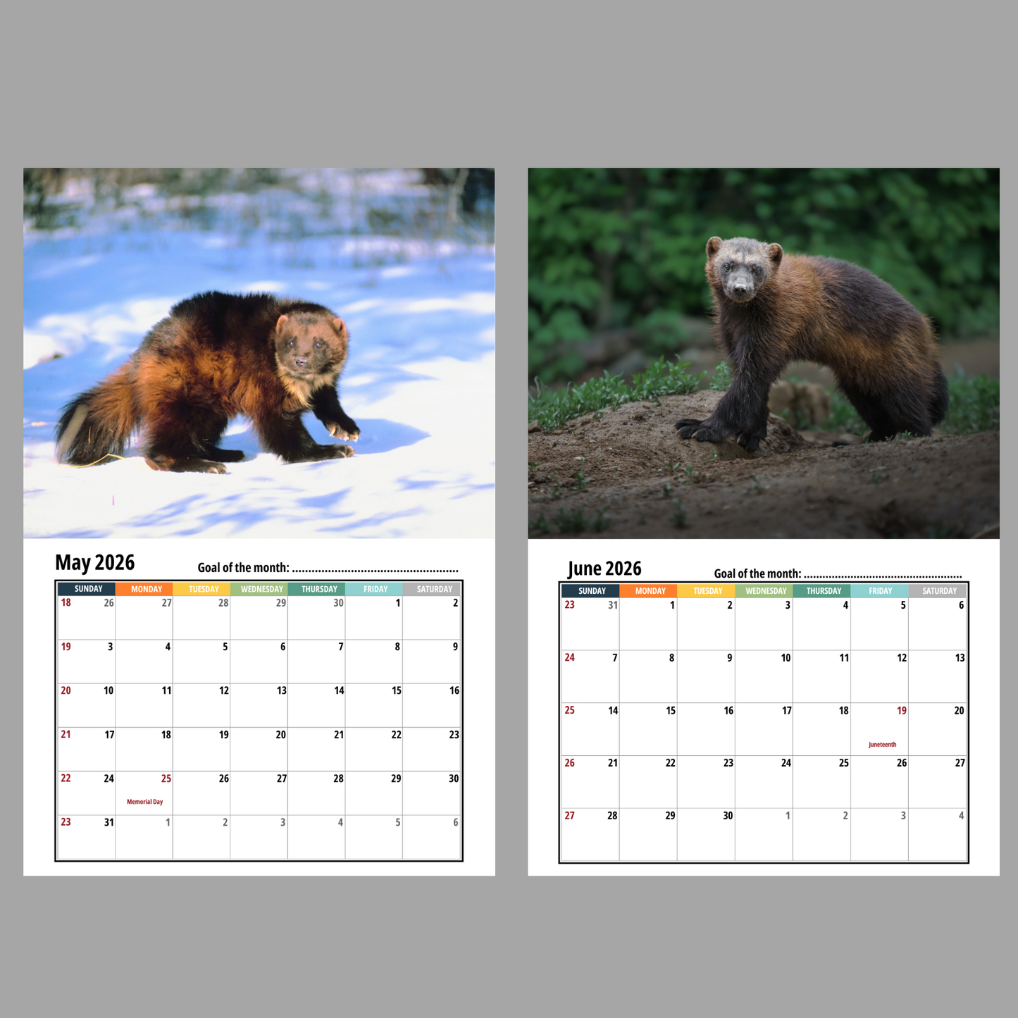Wolverine Wall Calendar 2026
