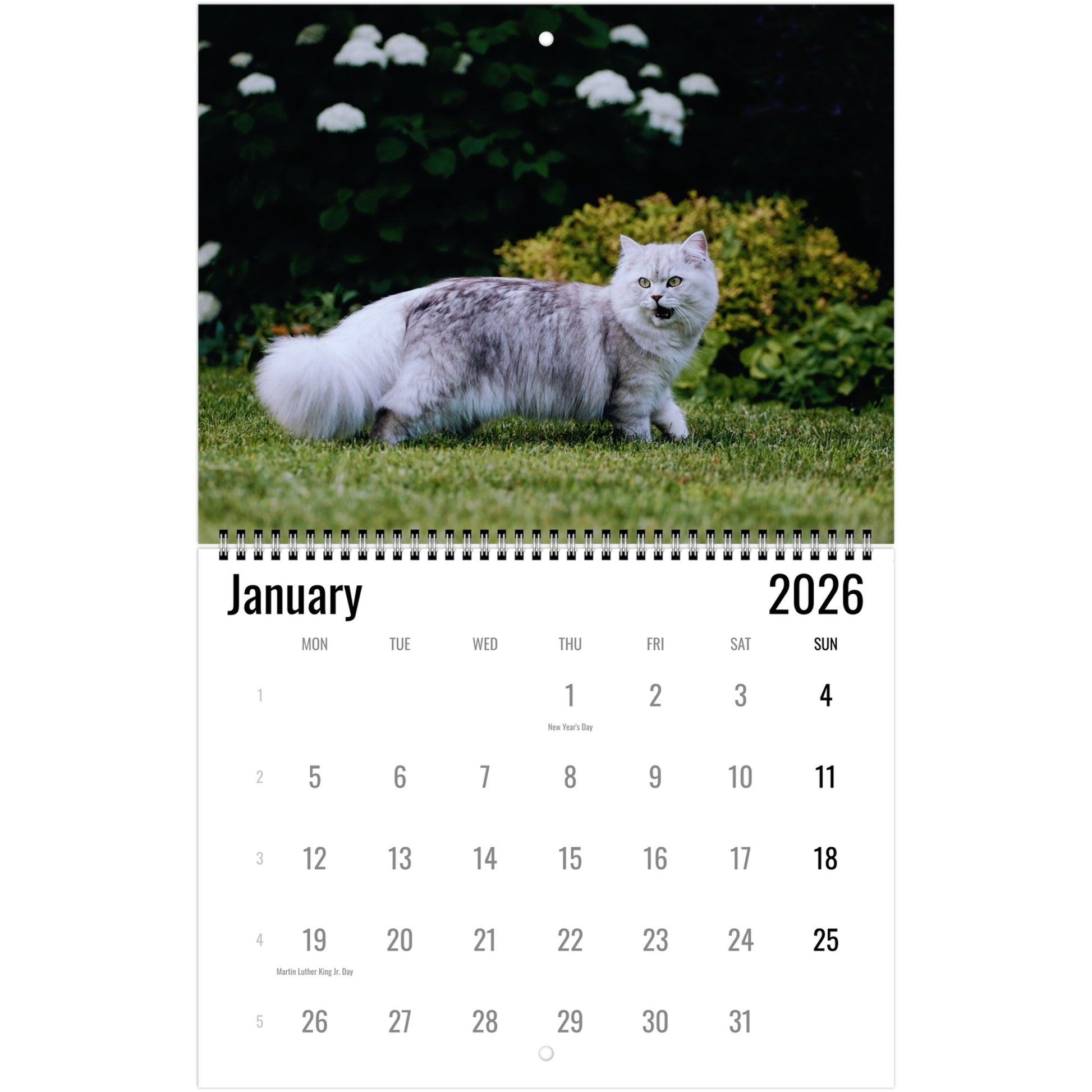 2026 British Longhair Cat Calendar 