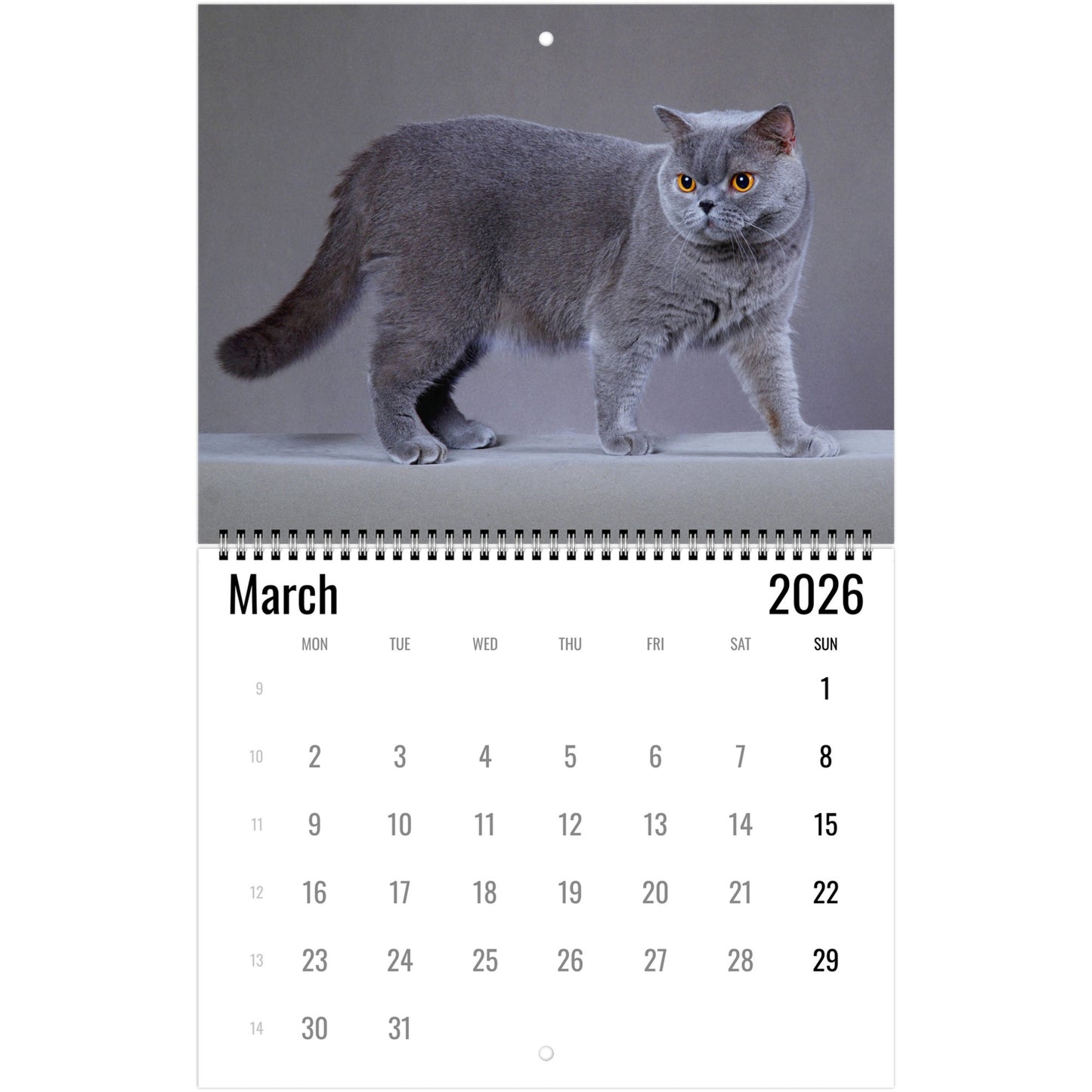 2026 British Shorthair Cat Calendar 