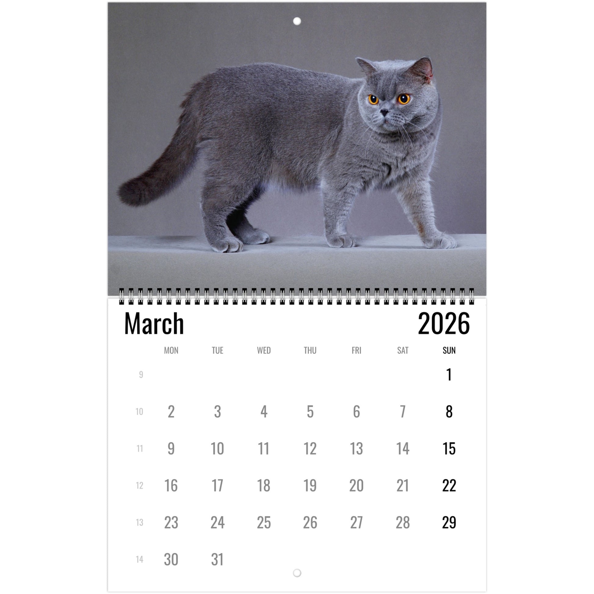 2026 British Shorthair Cat Calendar 