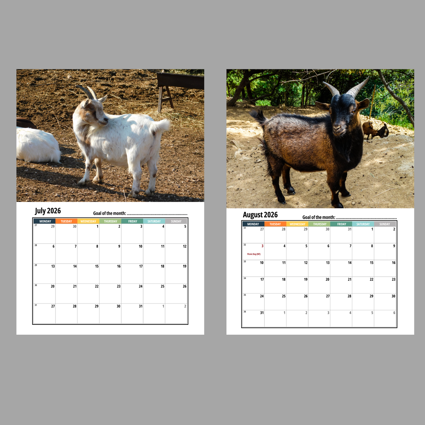 2026 Pygmy Goat Calendar 