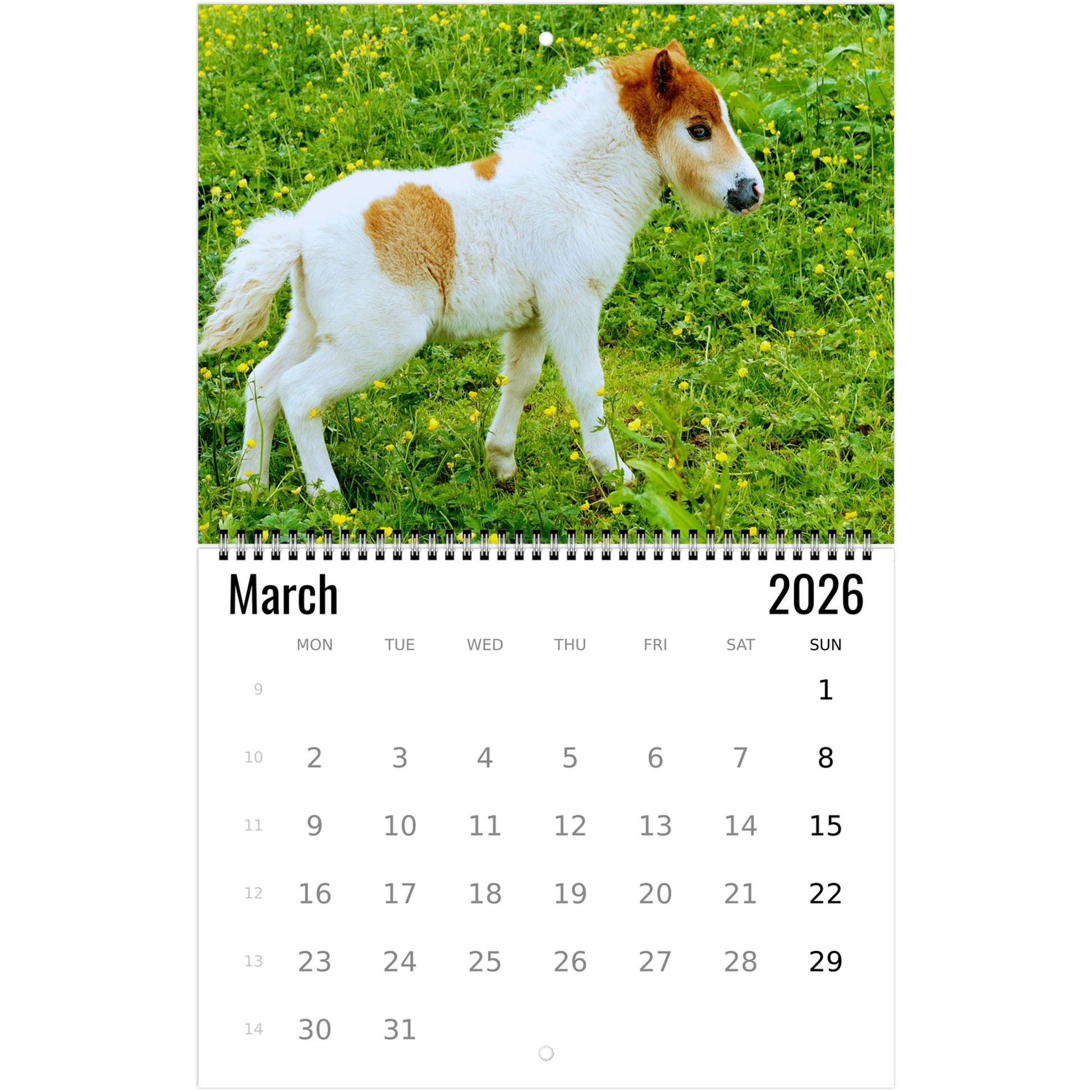 2026 pony calendar