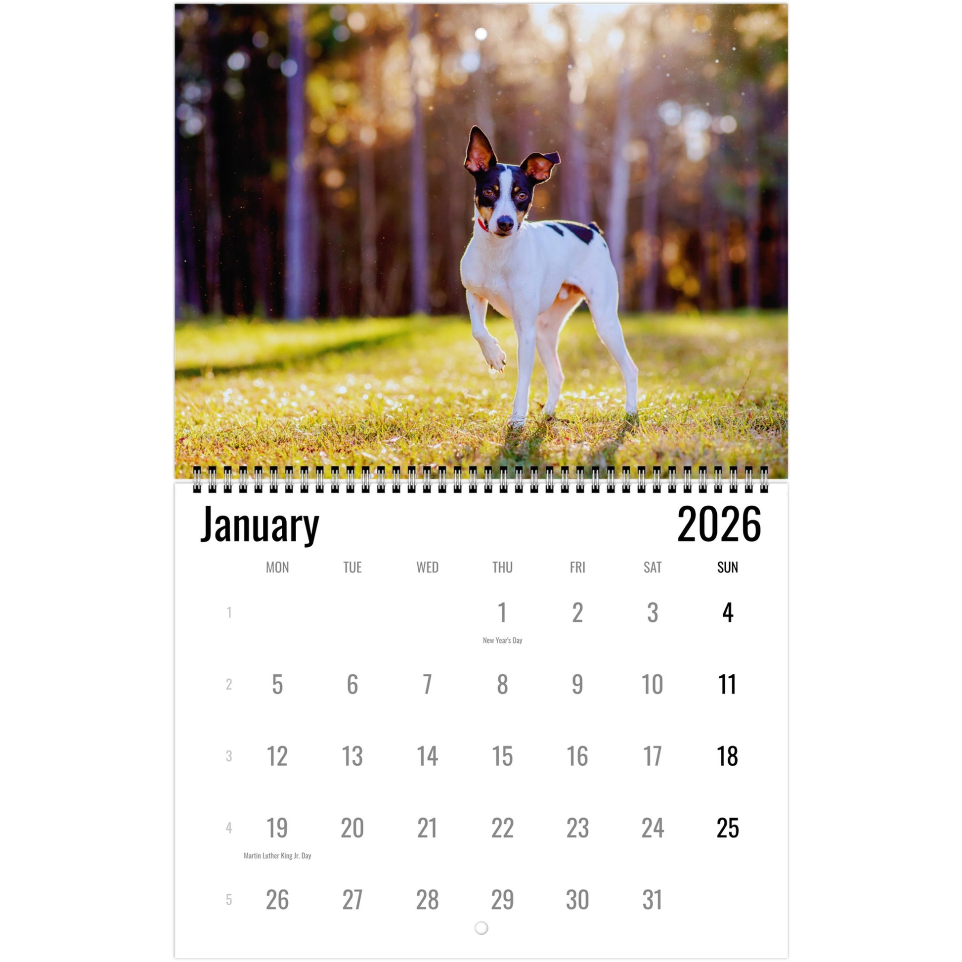 Rat Terrier Wall Calendar 2026 1