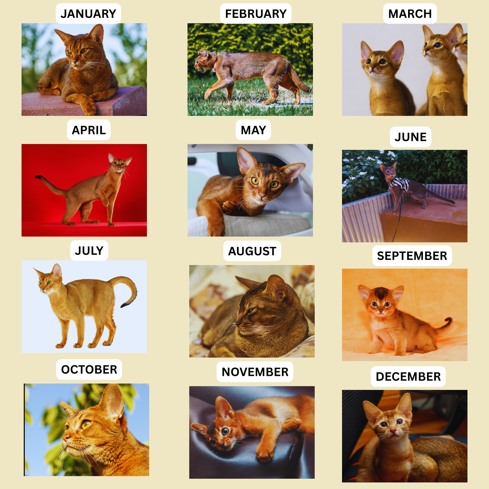 Abyssinian Wall Calendar 2026