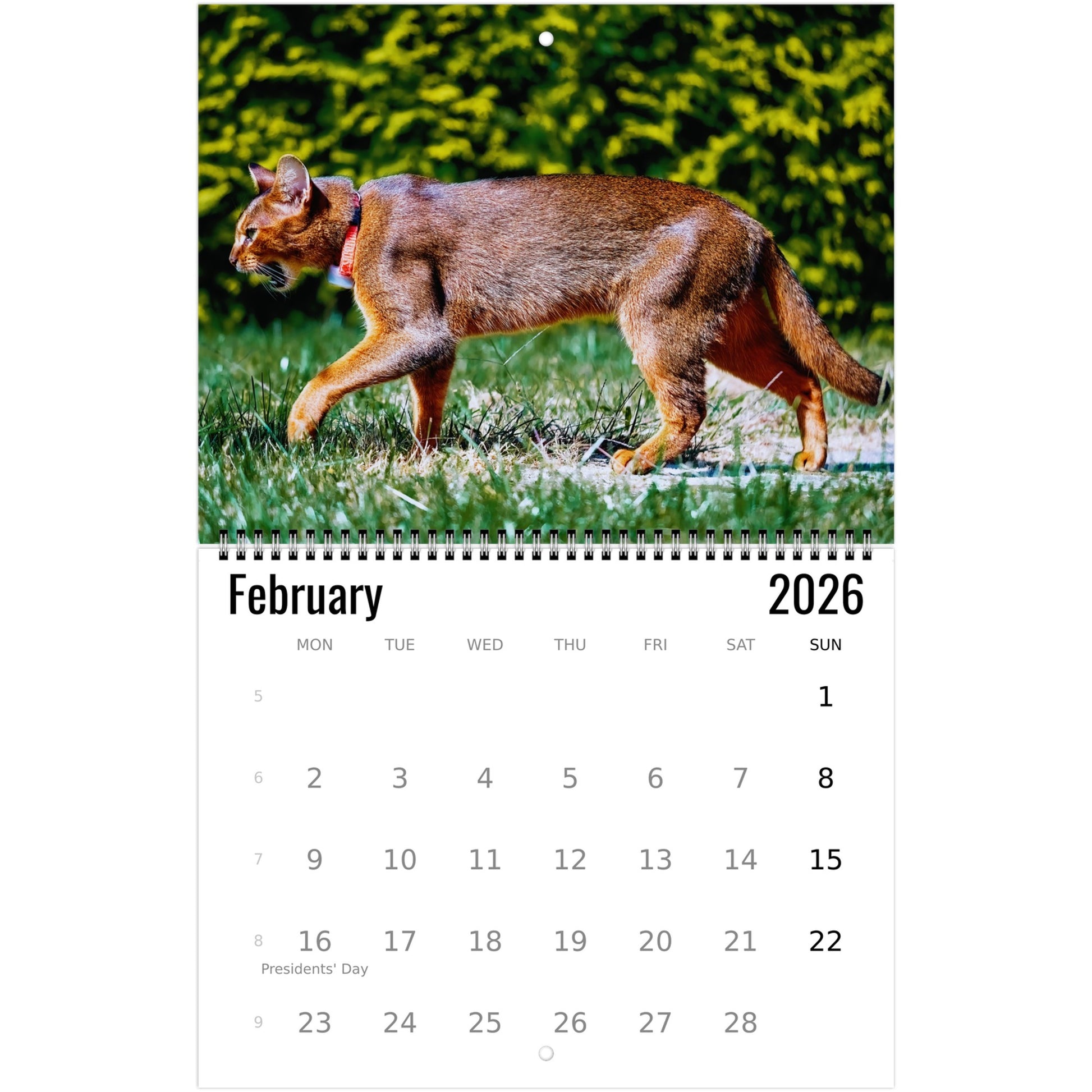 Abyssinian Wall Calendar 2026