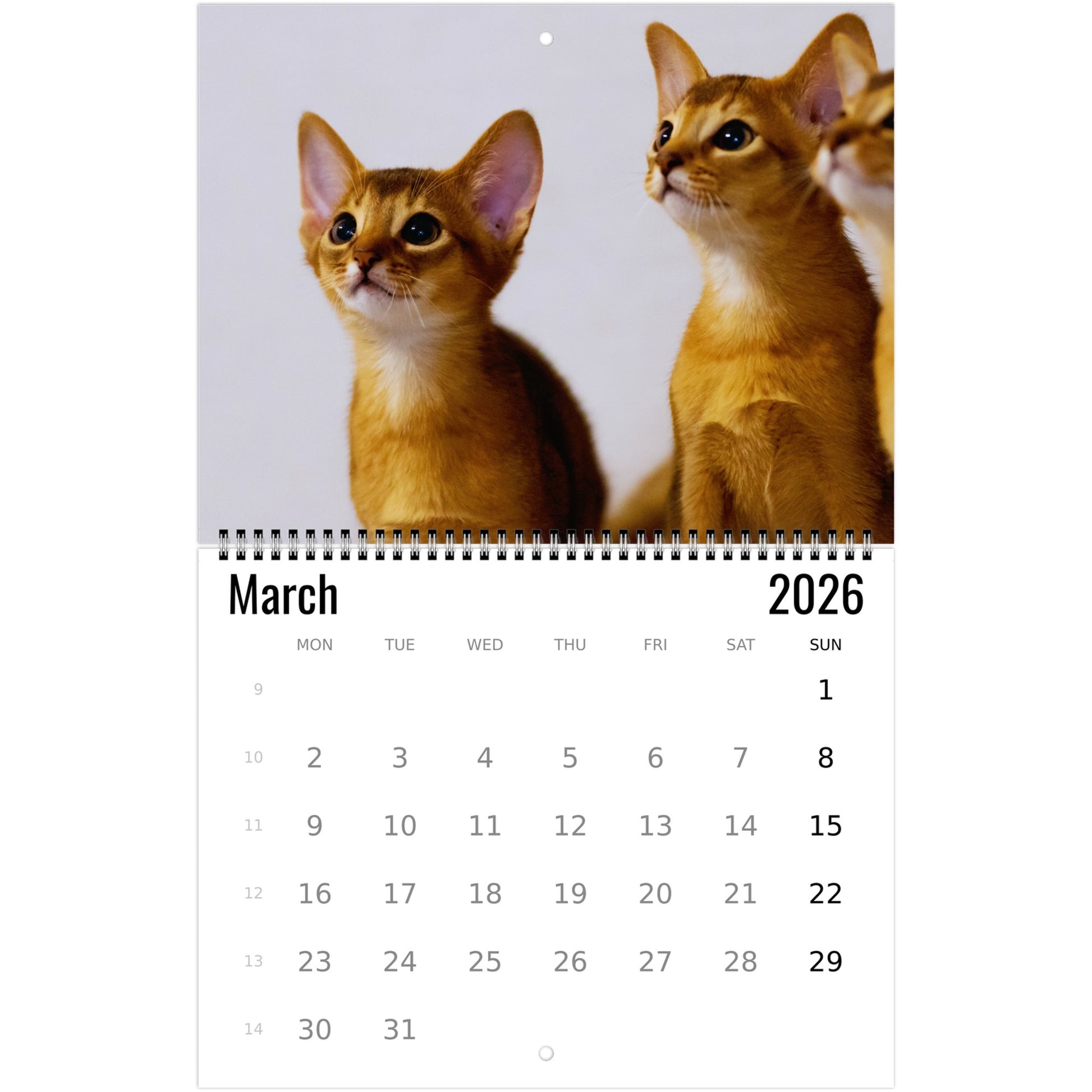 Abyssinian Wall Calendar 2026