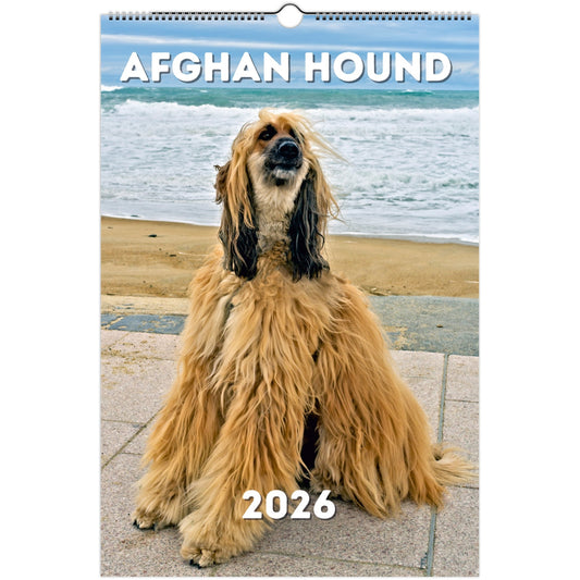 Afghan Hound Wall Calendar 2026 10