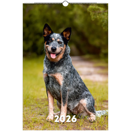 Australian Cattle Dog Wall Calendar 2026