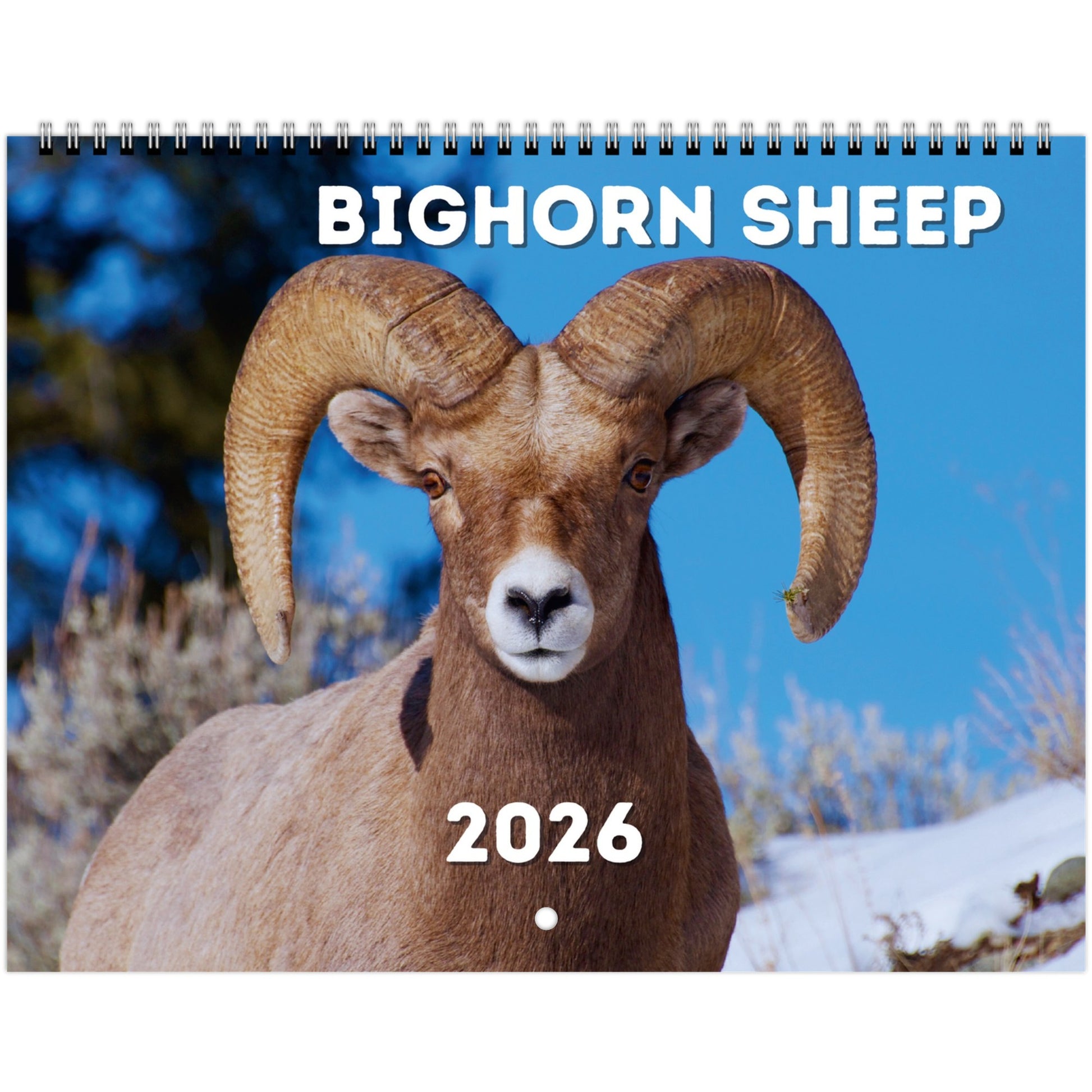 Bighorn Sheep Wall Calendar 2026