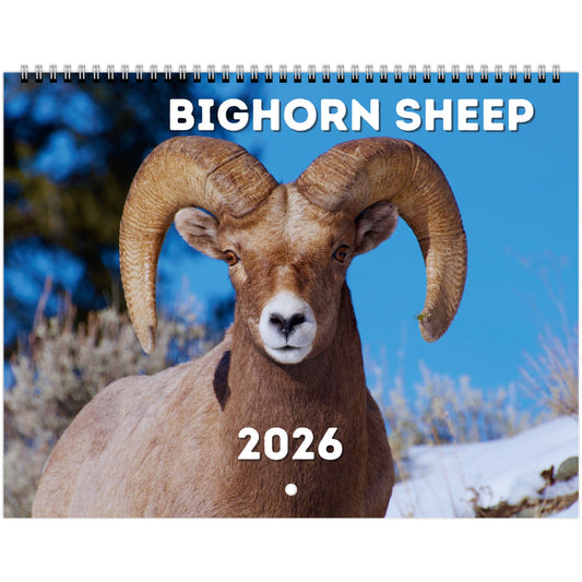 Bighorn Sheep Wall Calendar 2026