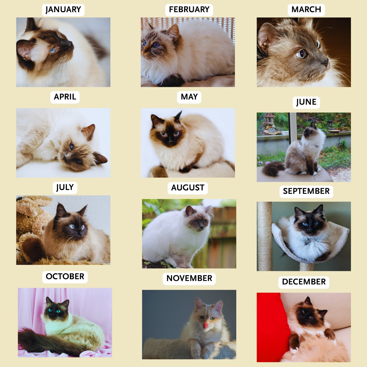 Birman Cat Calendar 2026