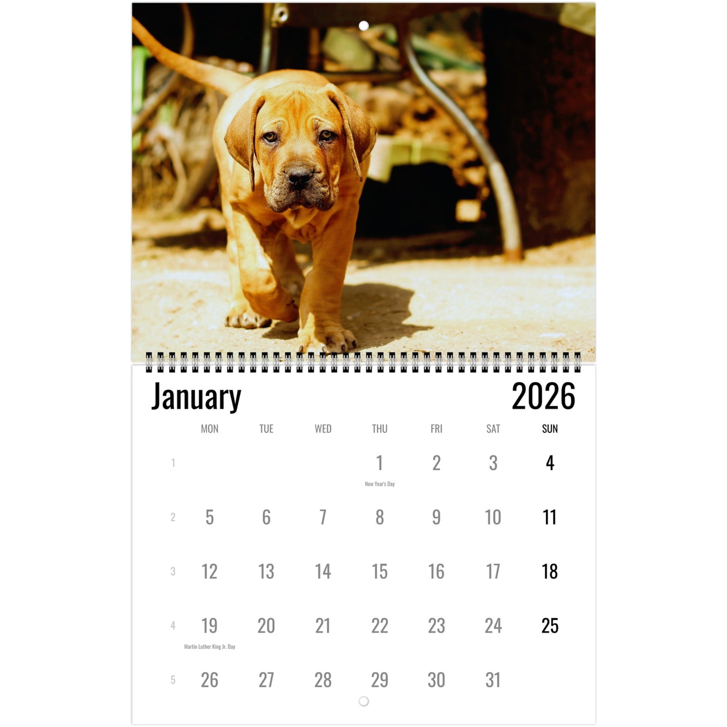 Boerboel Wall Calendars 2026 1