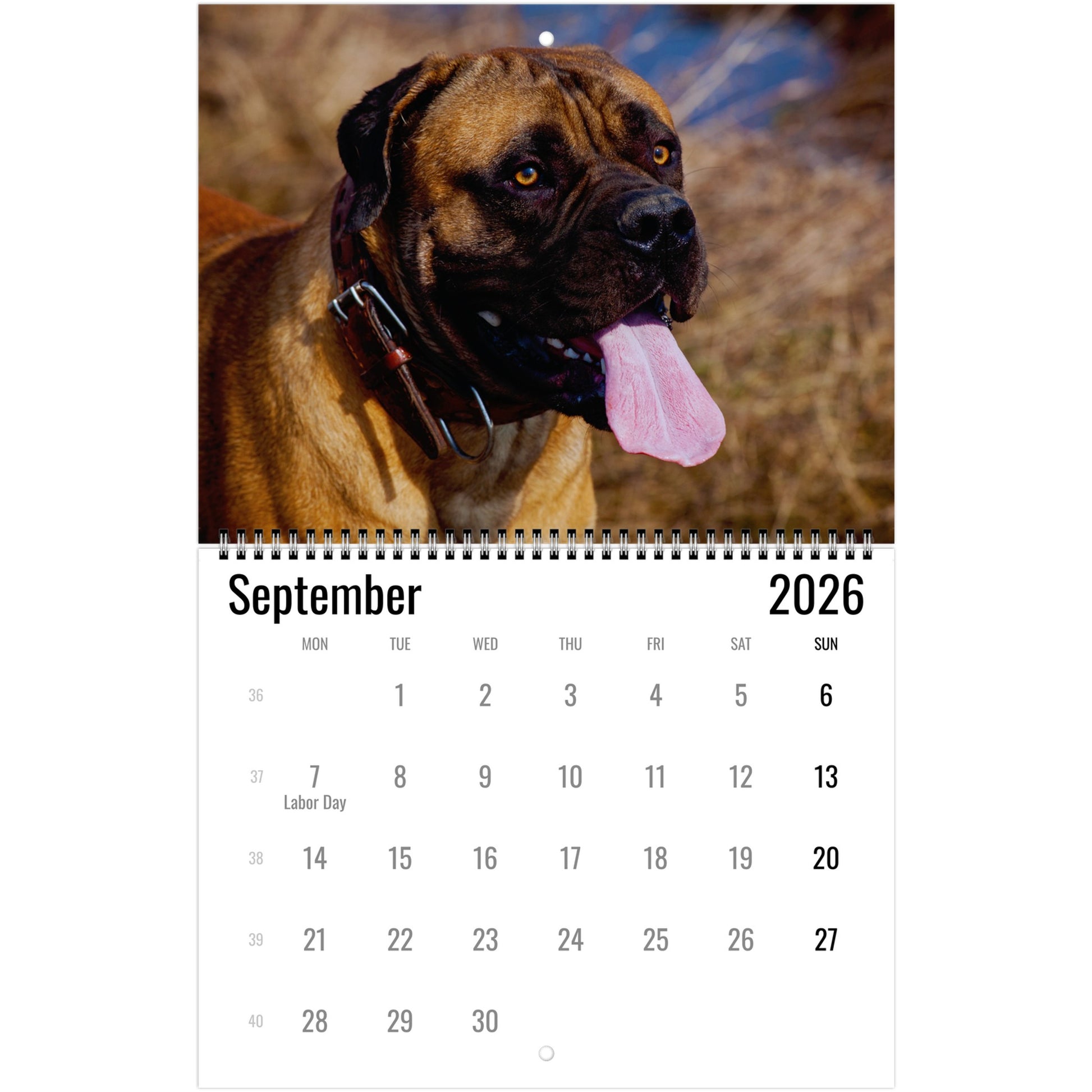 Boerboel Wall Calendars 2026 3
