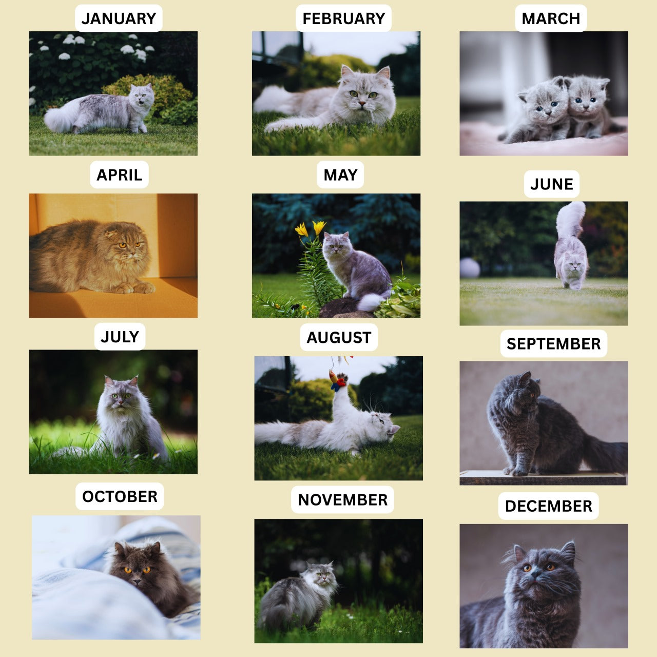 British Longhair Cat Calendar 2026