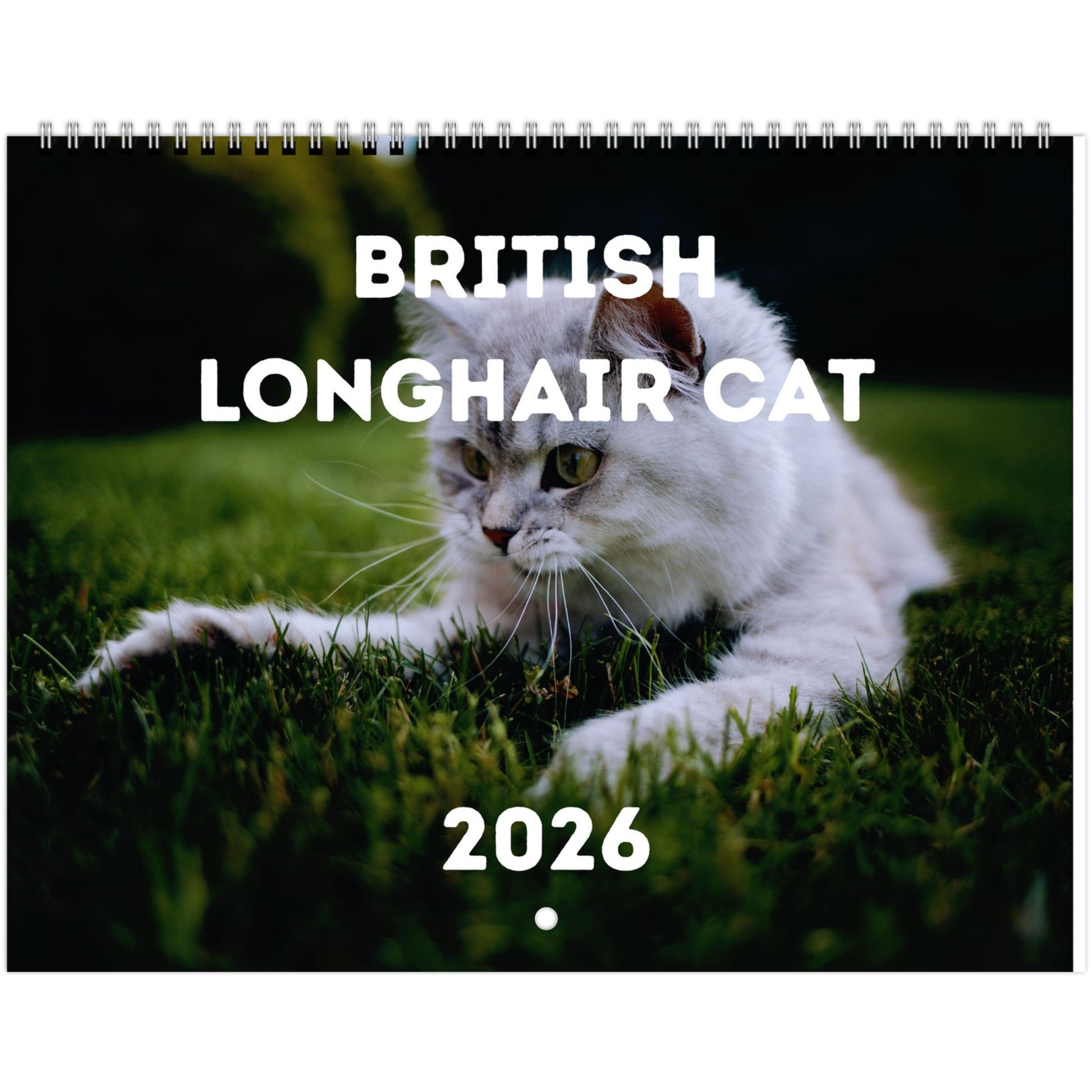 British Longhair Cat Wall Calendar 2026