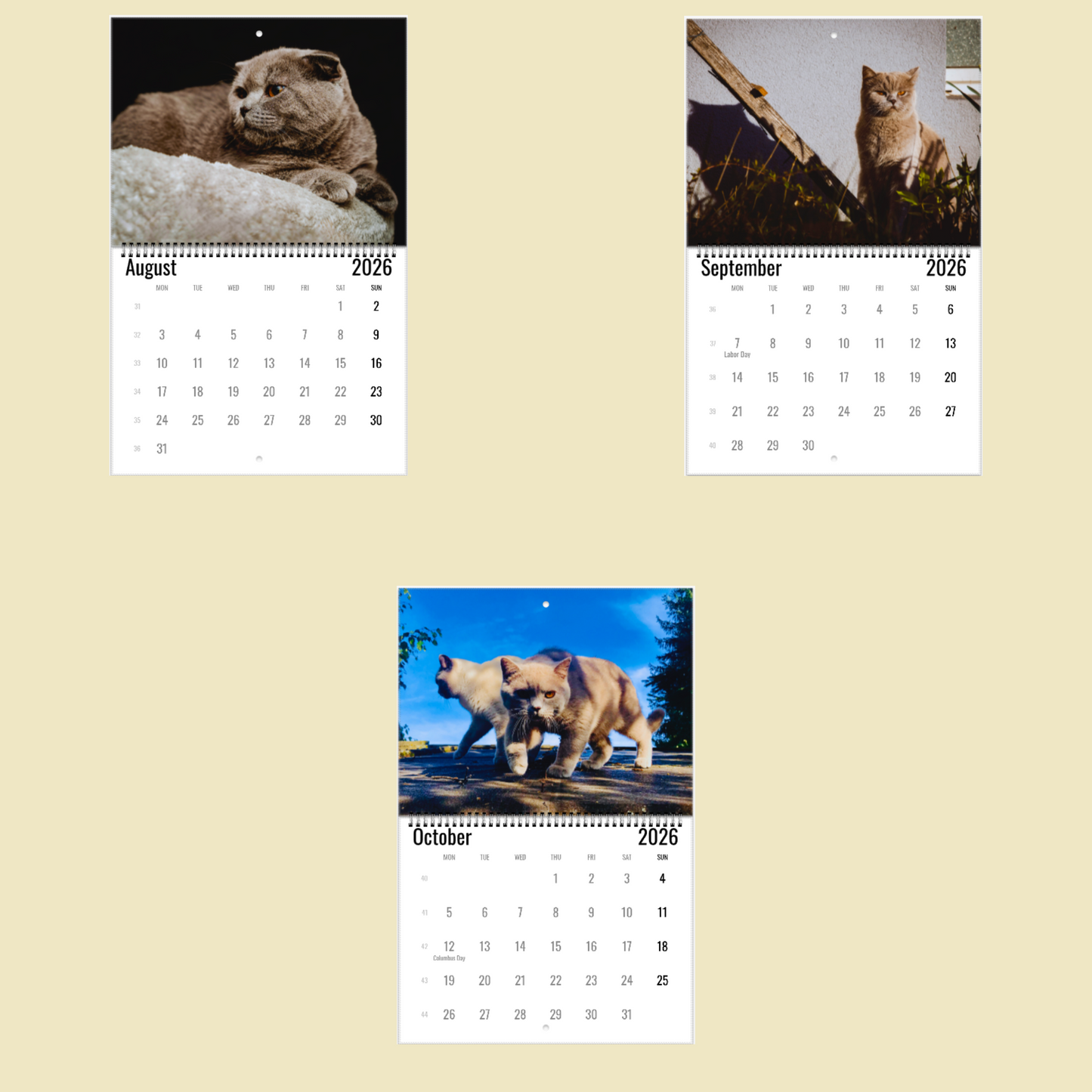 British Shorthair Cat Wall Calendar 2026