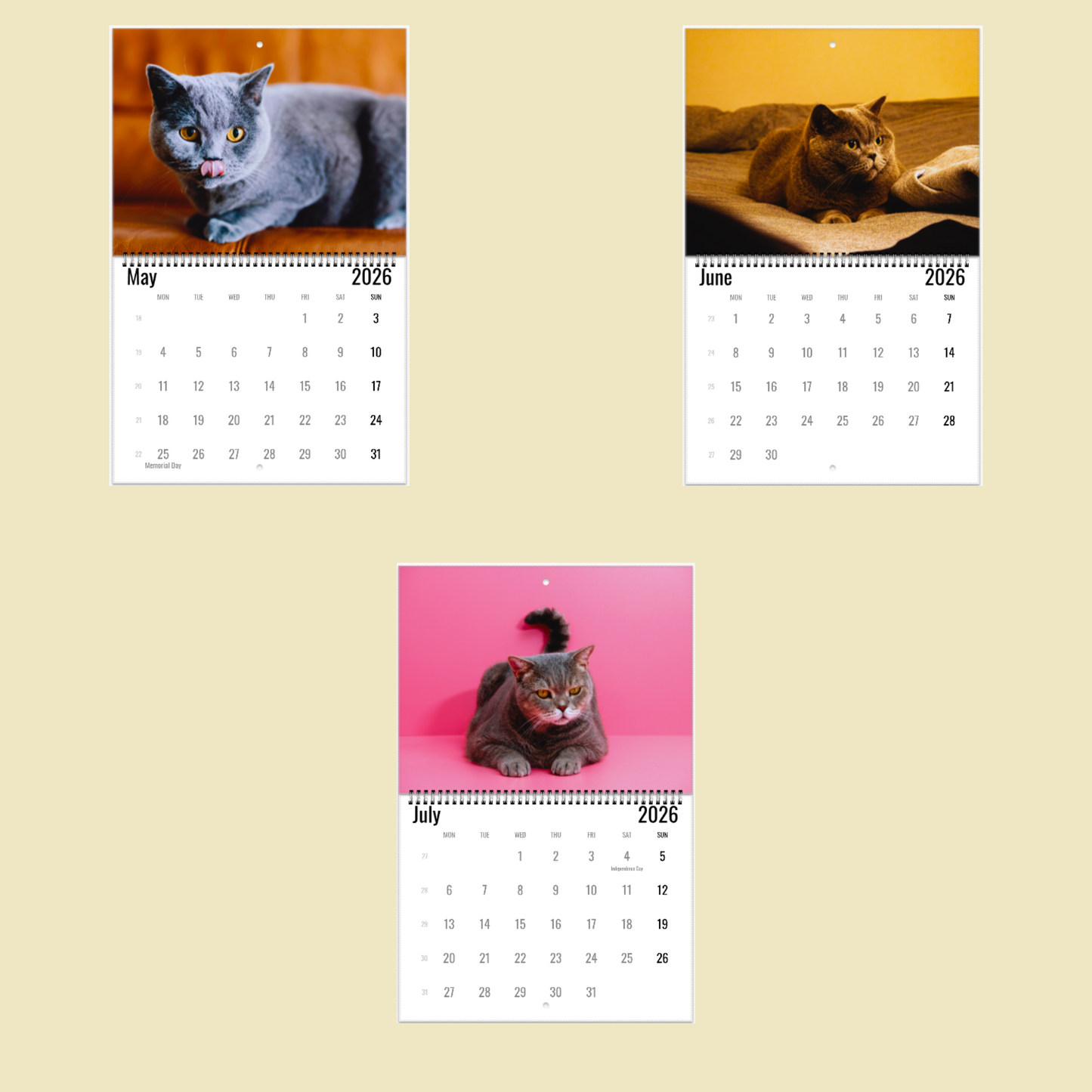 British Shorthair Cat Wall Calendar 2026