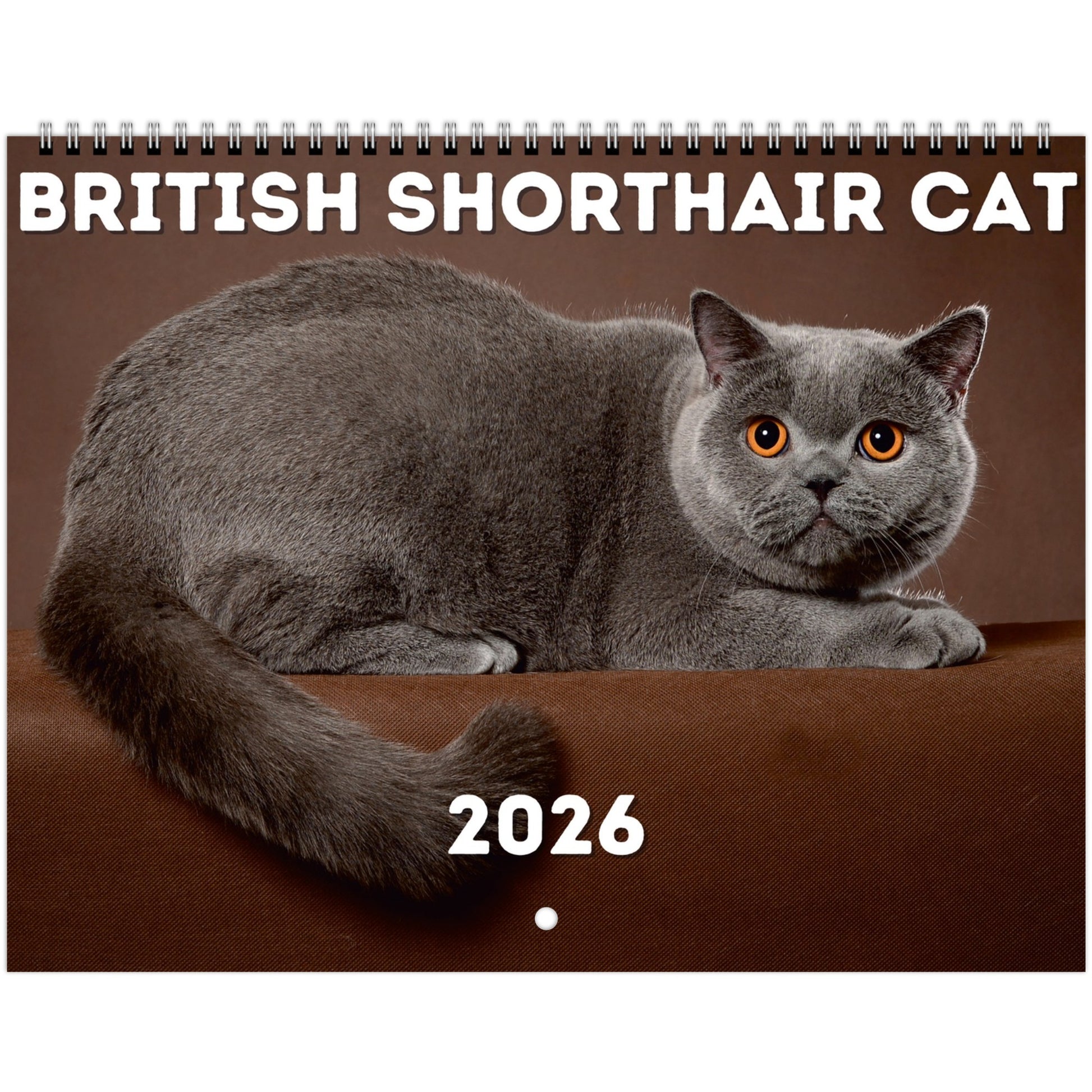 British Shorthair Cat Wall Calendar 2026