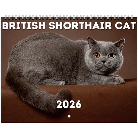 British Shorthair Cat Wall Calendar 2026