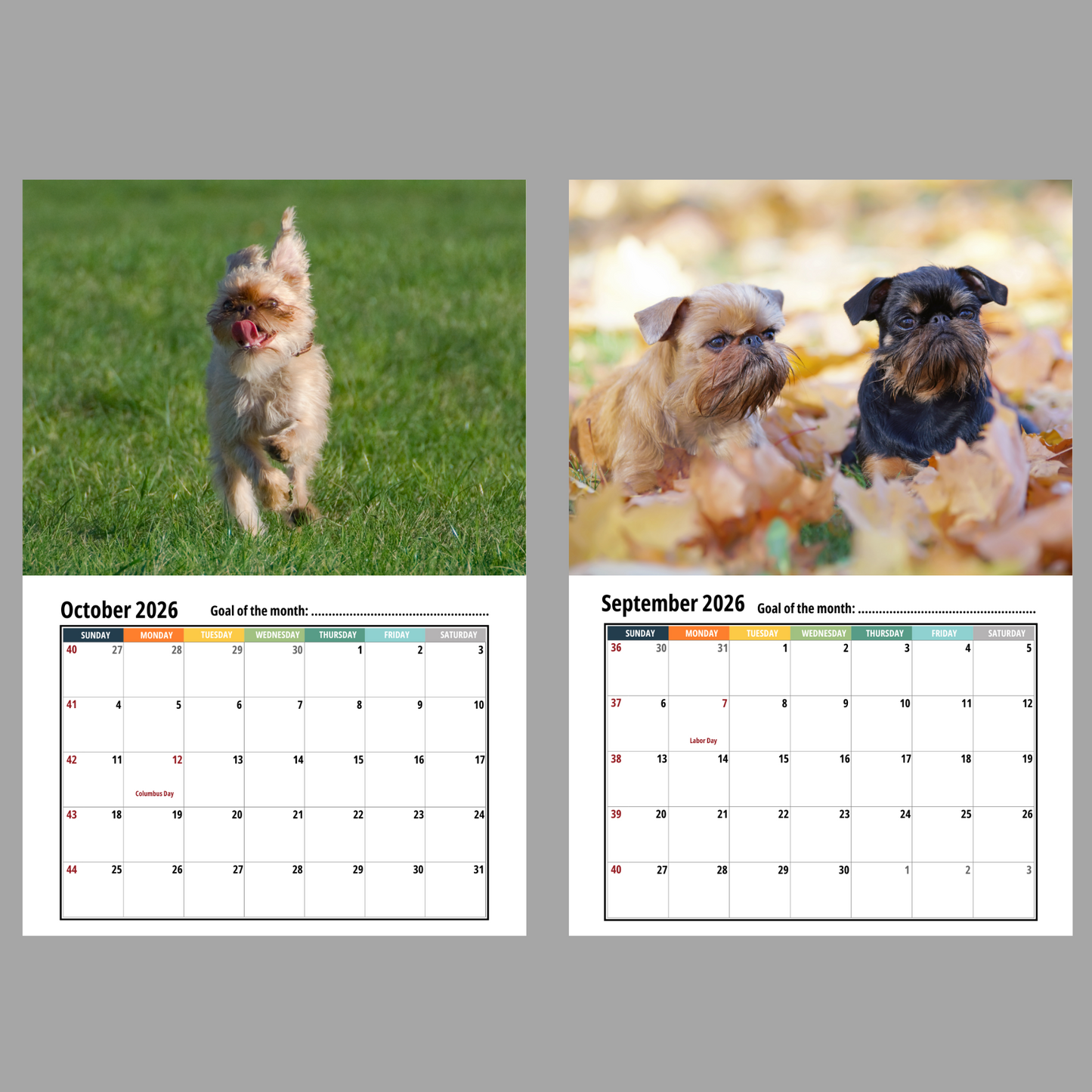Calendar with Brussels Griffon images on a gray background