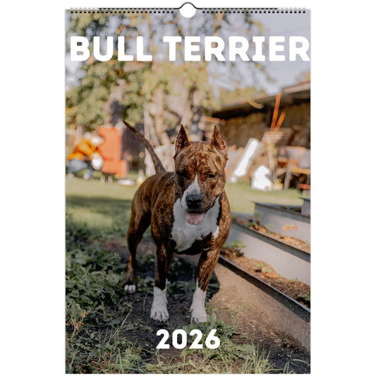 Bull Terrier Wall Calendar 2026
