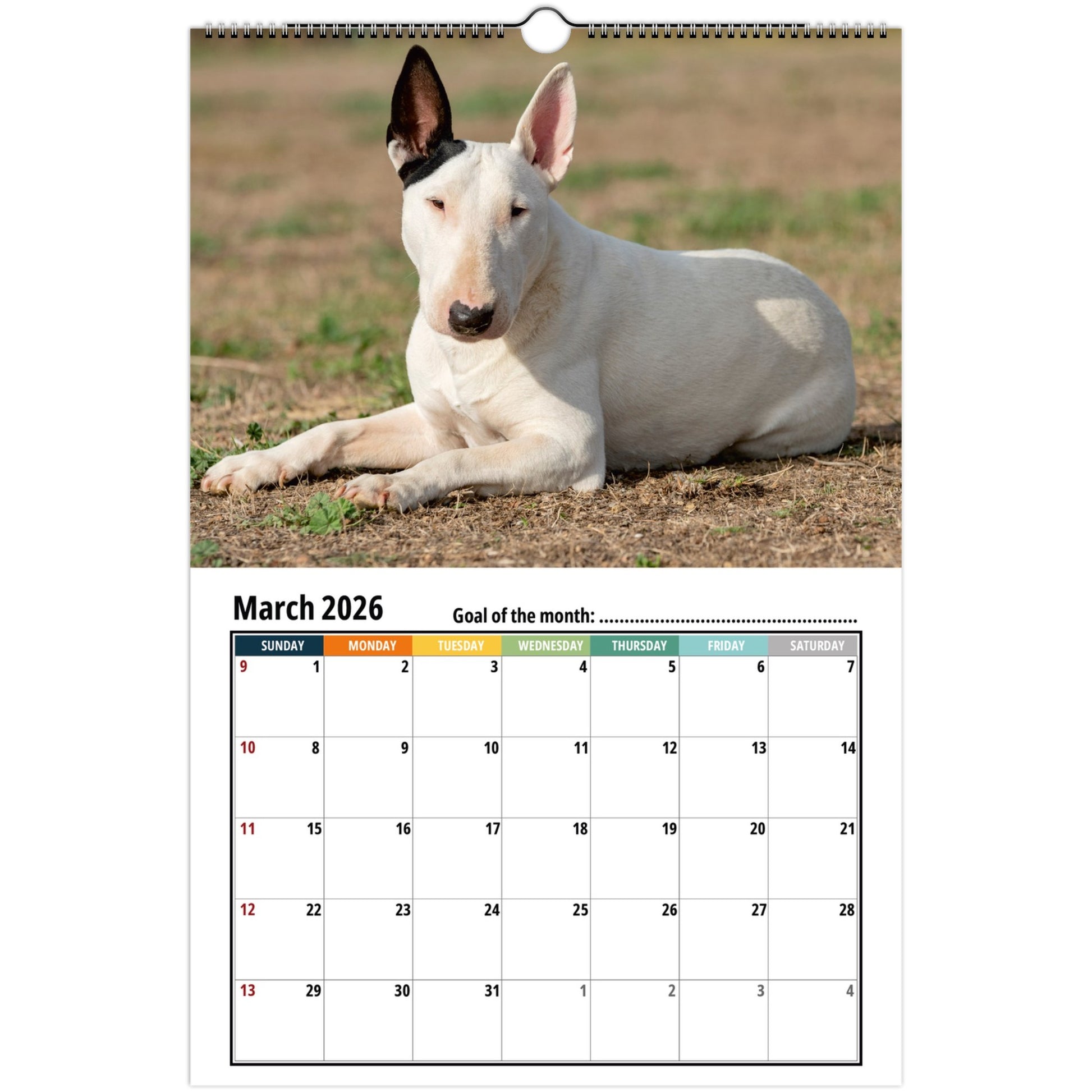 Bull Terrier Wall Calendar 2026