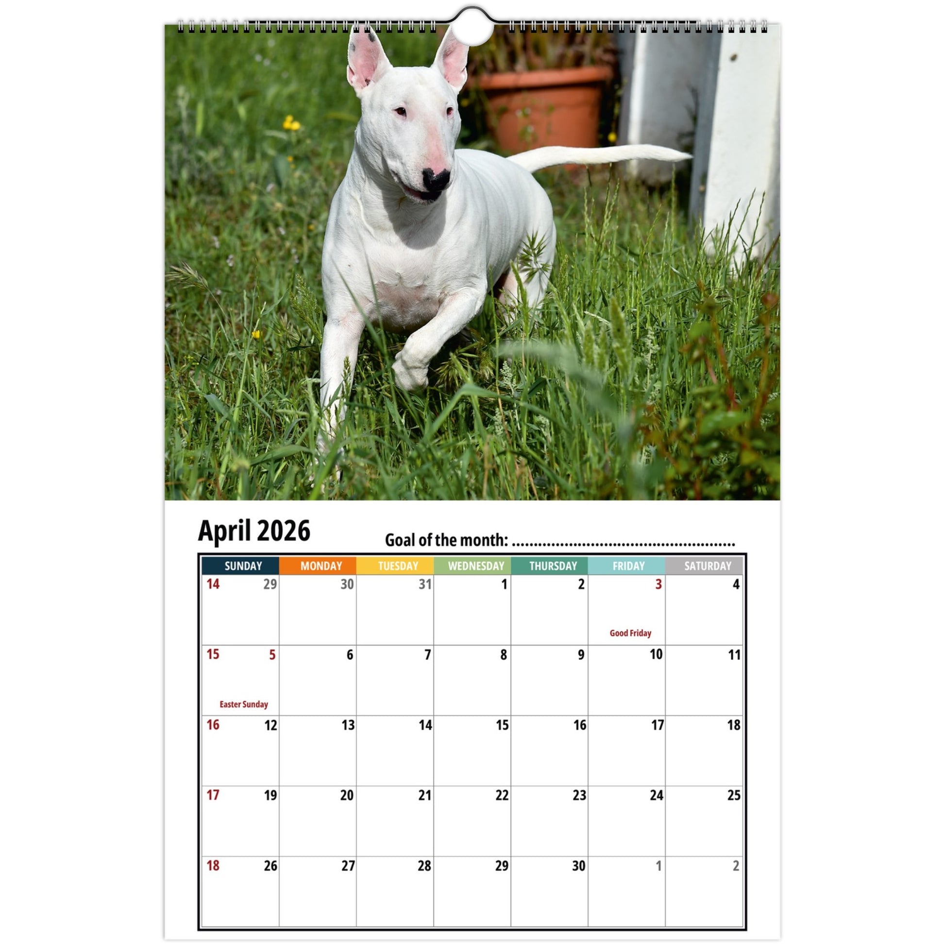Bull Terrier Wall Calendar 2026