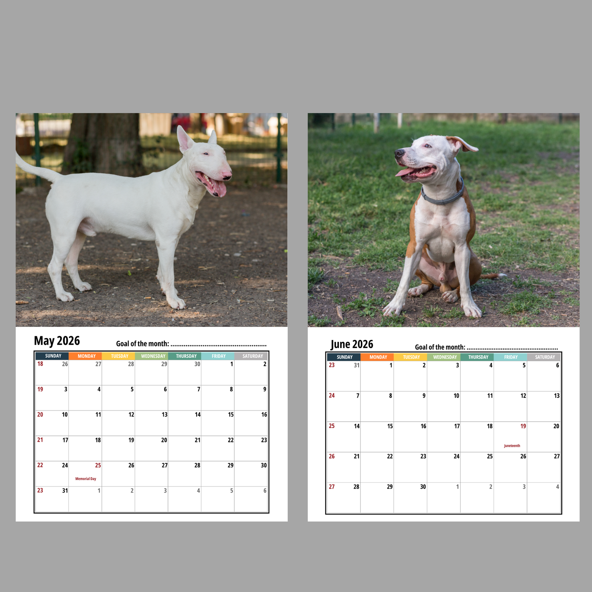 Bull Terrier Wall Calendar 2026